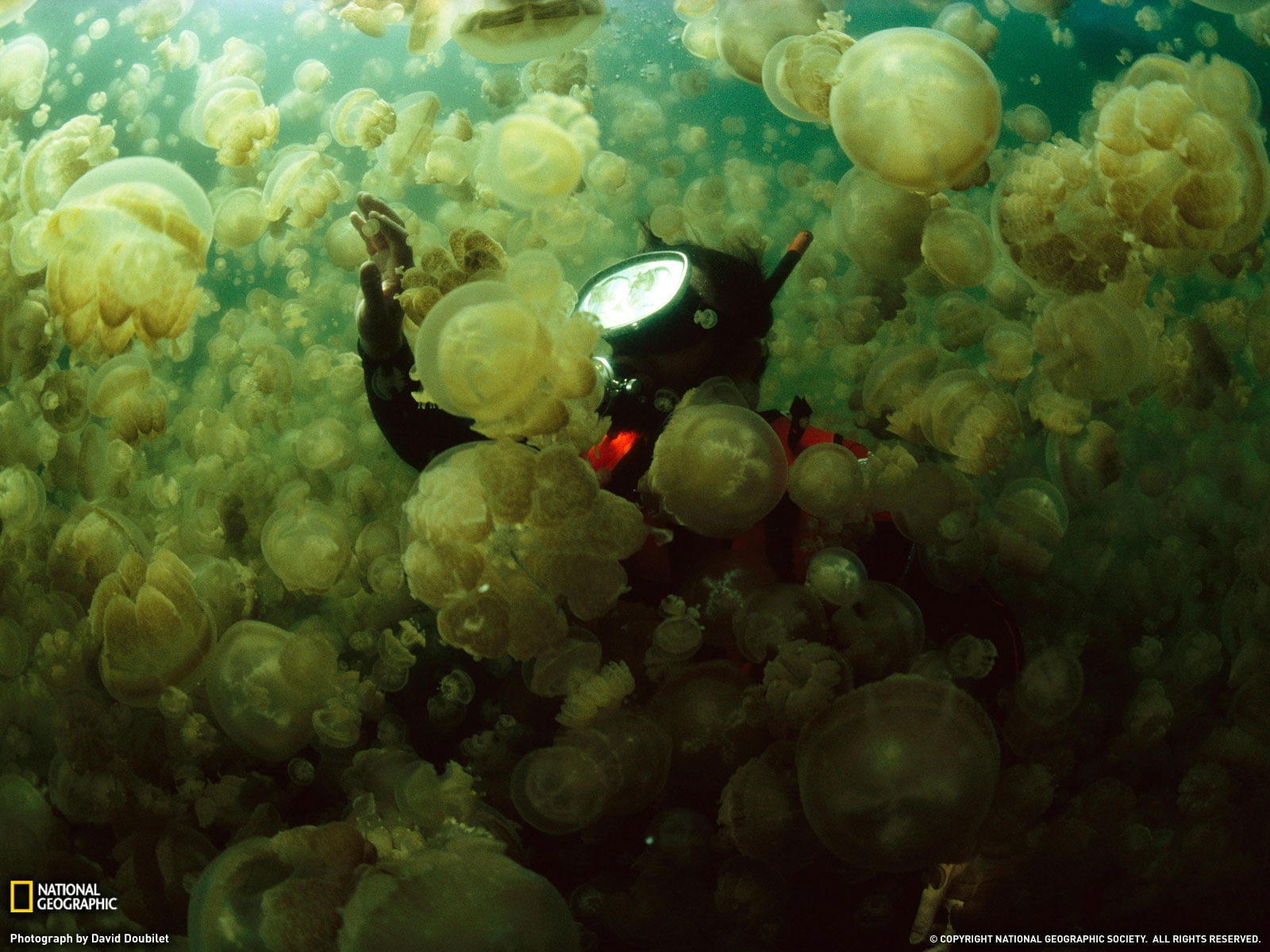 diver, scuba, jellyfish, lot, jelly, fish, hd, 720P, animals, HD Wallpaper