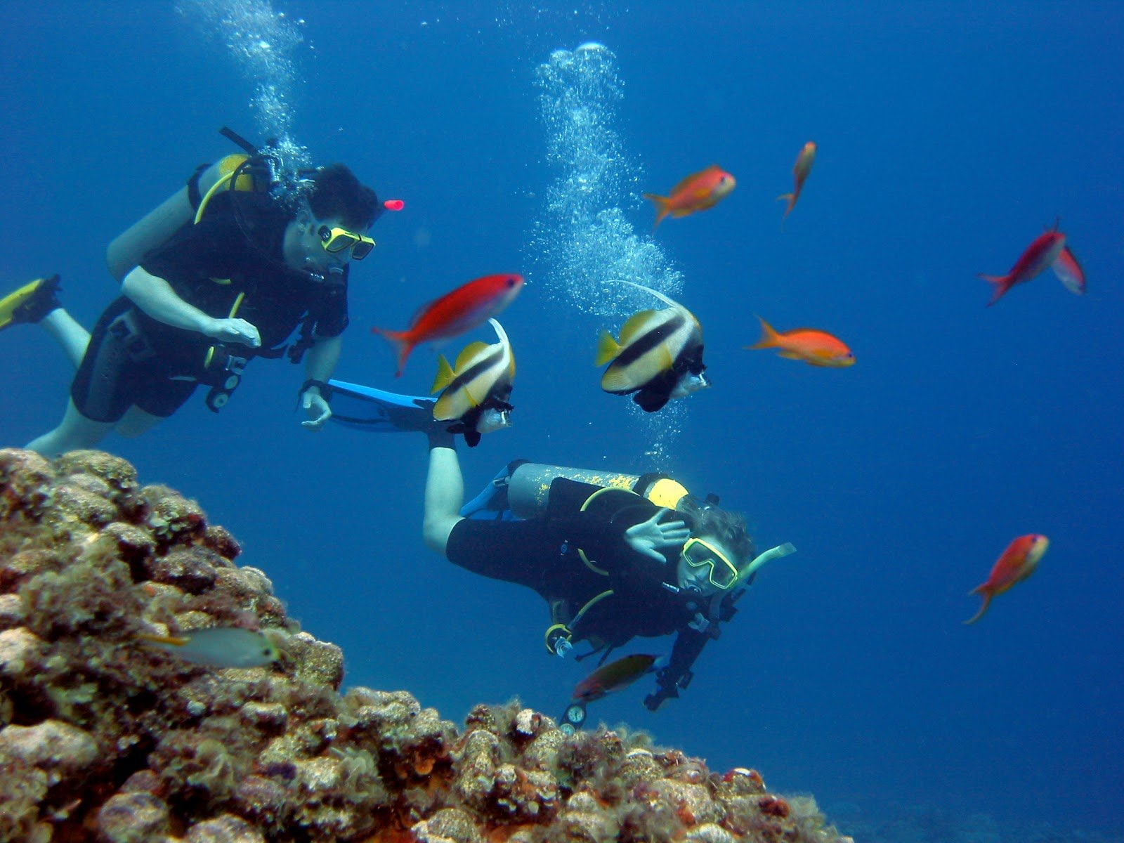 scuba, diver, ocean, diving, underwater, sea, 720P, fish, HD Wallpaper