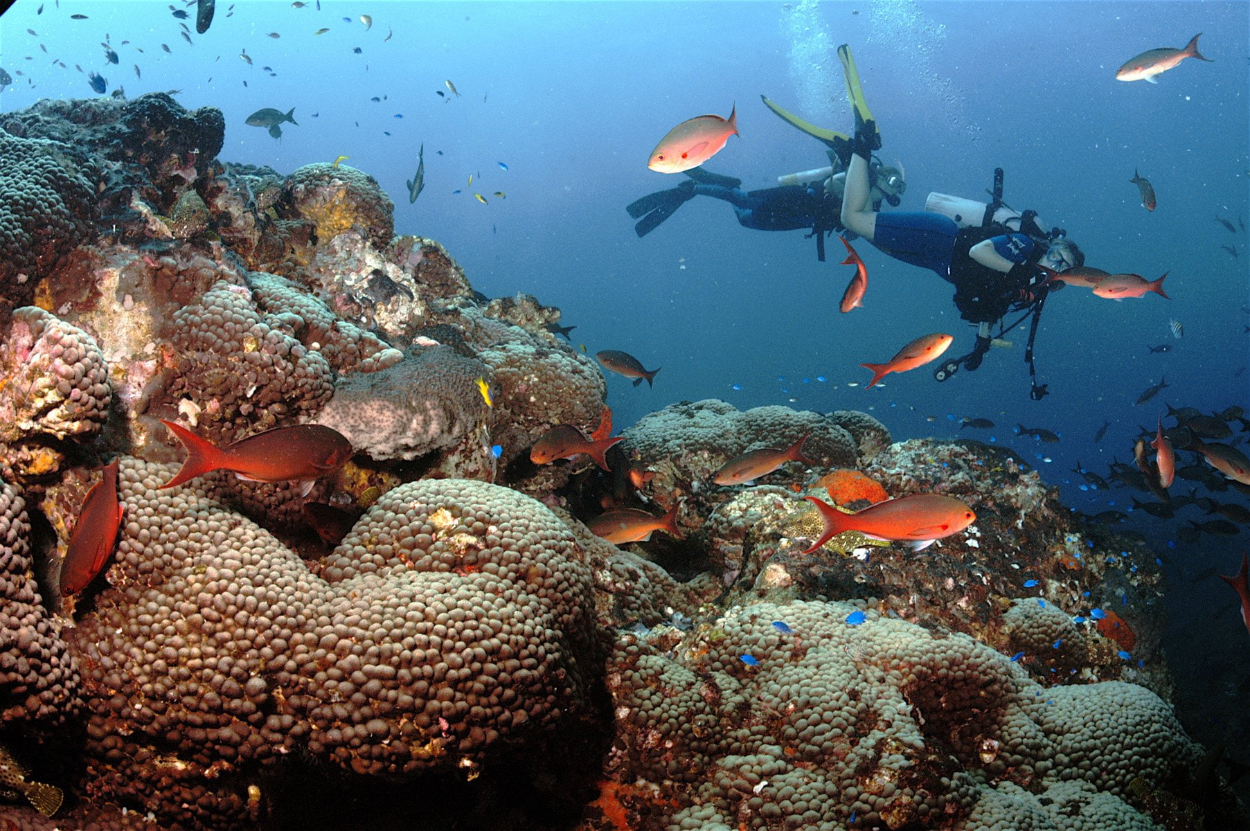 sea, underwater, 720P, fish, scuba, diver, diving, ocean, HD Wallpaper