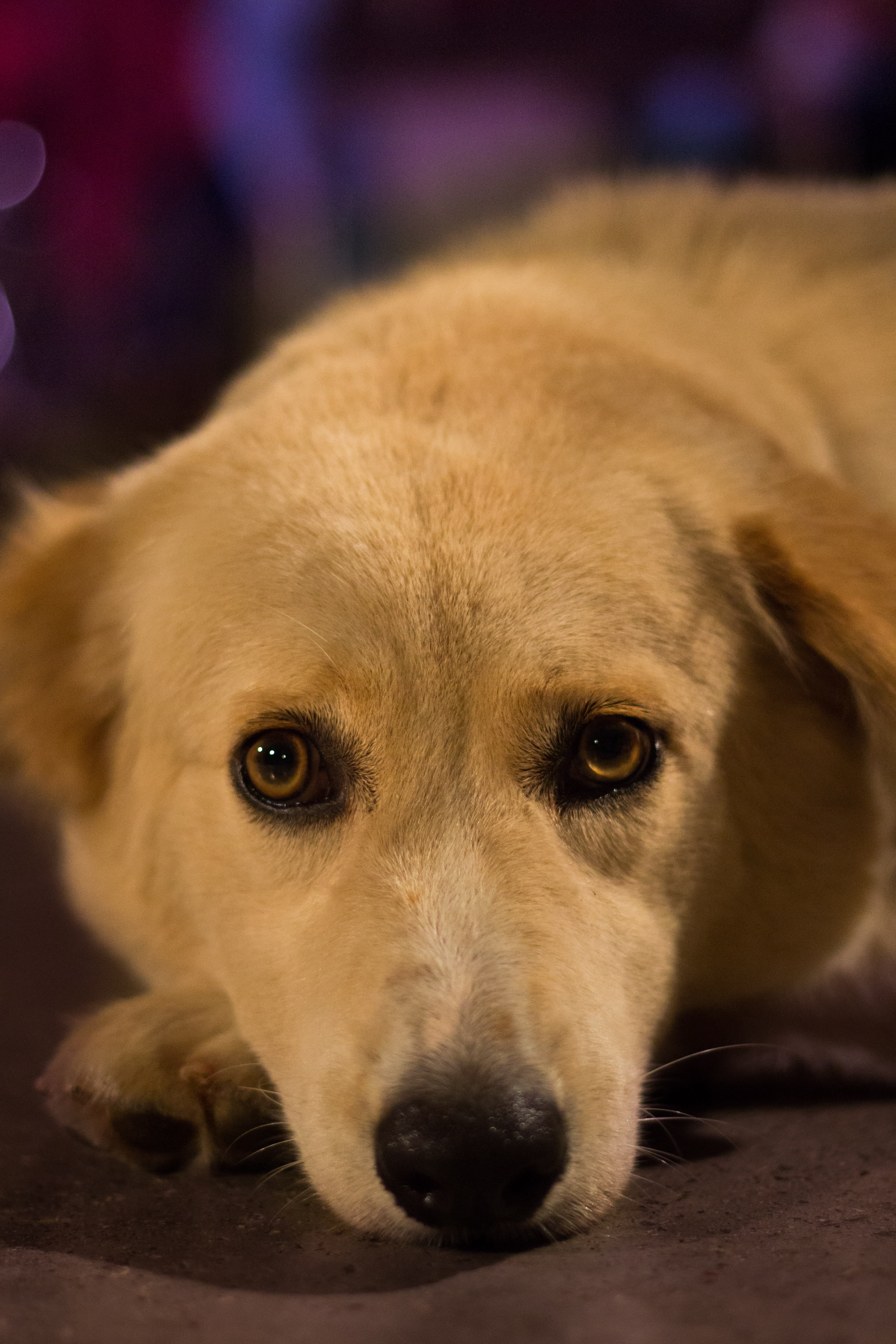 no people, animal eye, canine, animal nose, indoors, vertebrate, animal body part, federated states of micronesia, close-up, domestic, purple, portrait, Phone HD Wallpaper