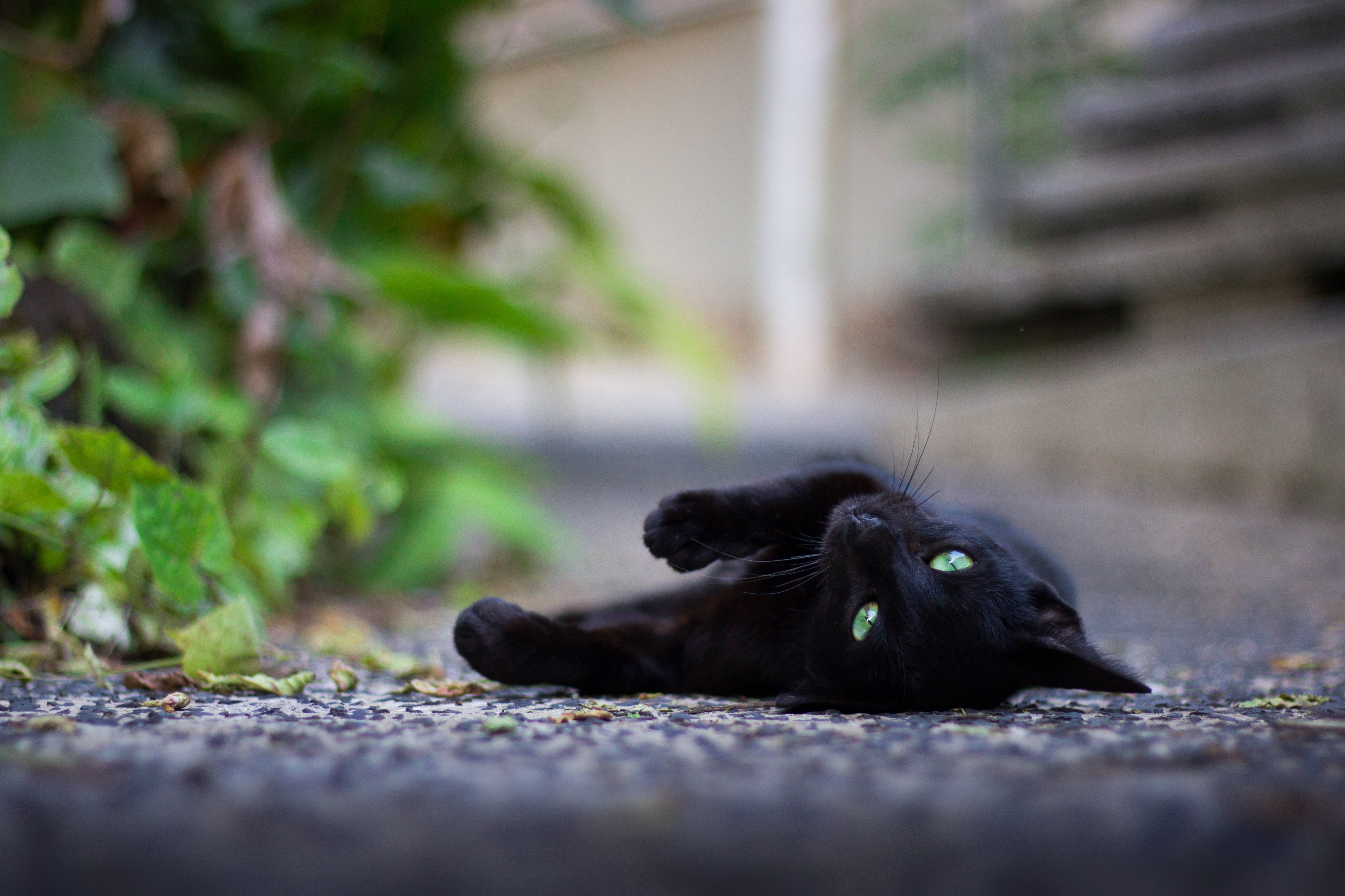 mammal, young animal, lying down, outdoors, cat, day, black color, relaxation, animals in the wild, no people, selective focus, animal, animal themes, animal wildlife, HD Wallpaper
