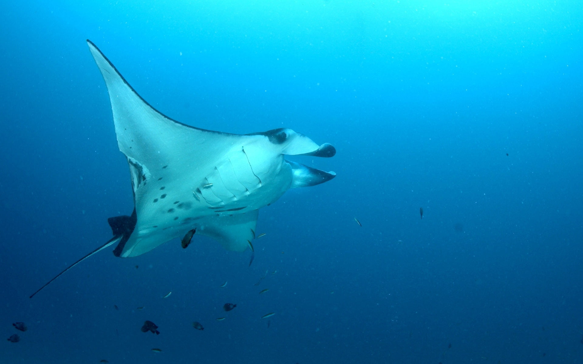 animal themes, animal wildlife, no people, white, manta Ray, swim, sea, swimming, carnivore, 1080P, swimming Animal, koror, marine, mammal, fish, wildlife, HD Wallpaper