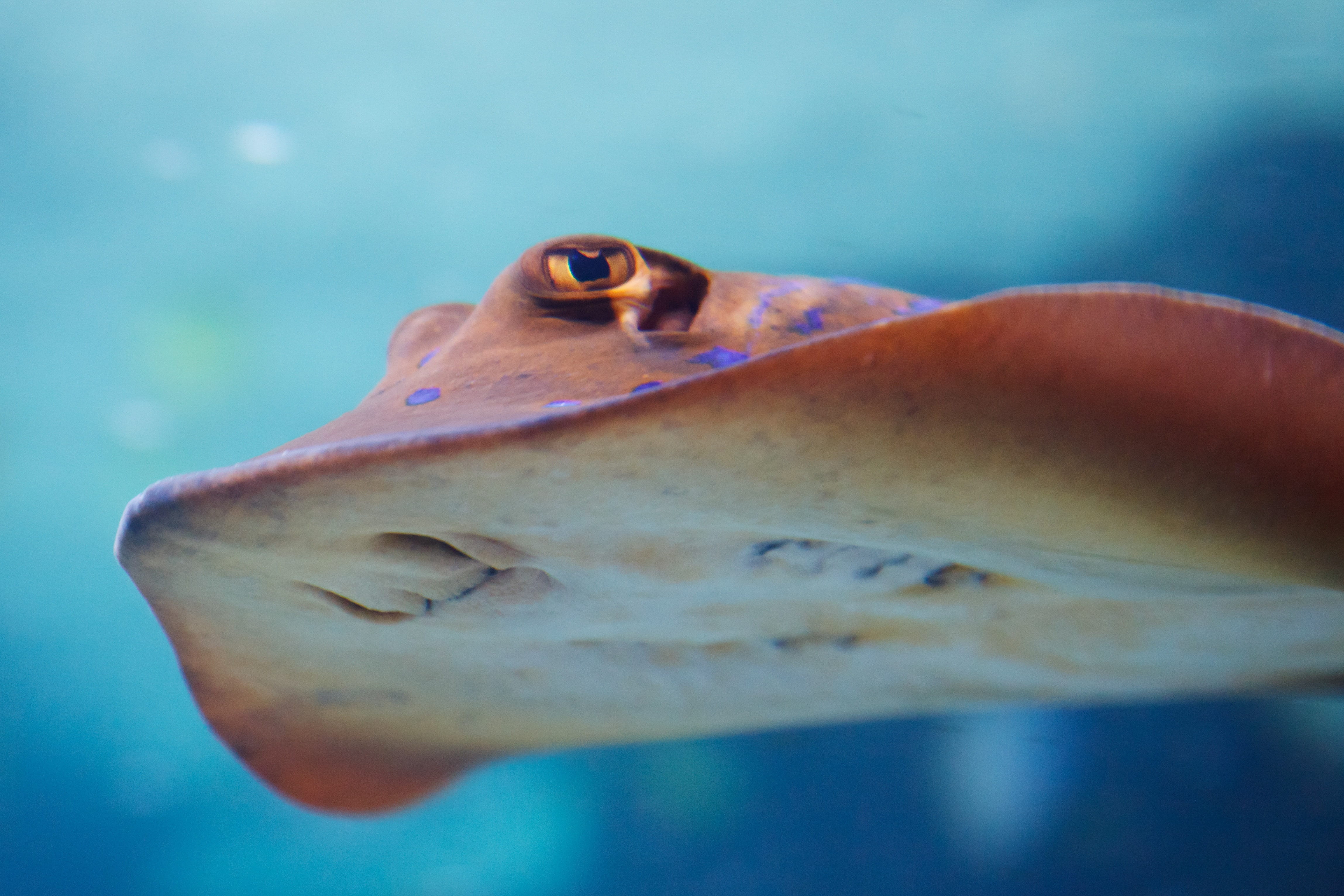 white, underwater, focus, brown, sea, marine, sting, focus on foreground, spotted, mouth open, animal, shallow, one animal, animal themes, colorful, undersea, HD Wallpaper