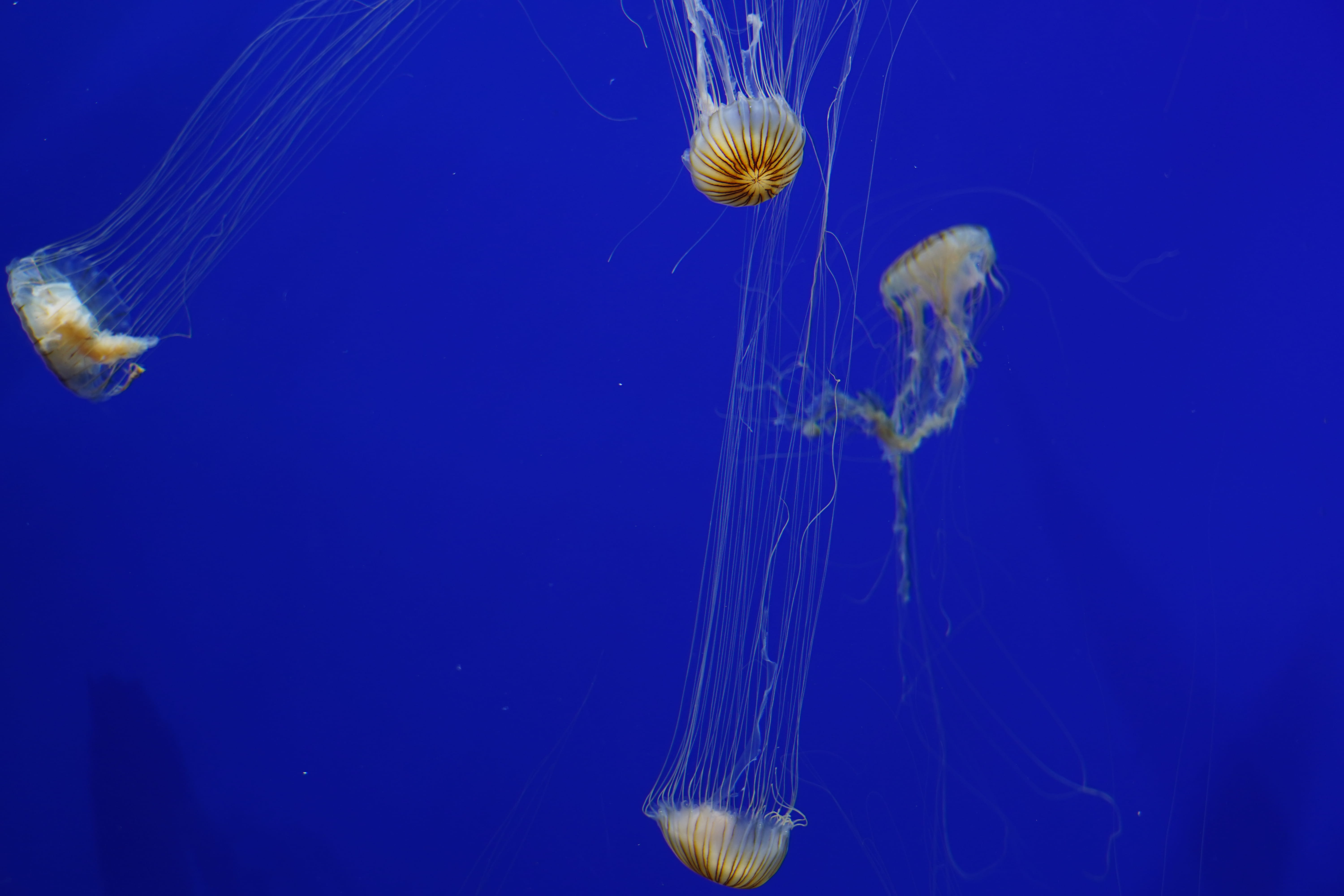 marine, tank, sea anemone, blue background, sea, yellow, animal, water, no people, seashell, diving, group of animals, floating on water, aquatic, underwater, HD Wallpaper