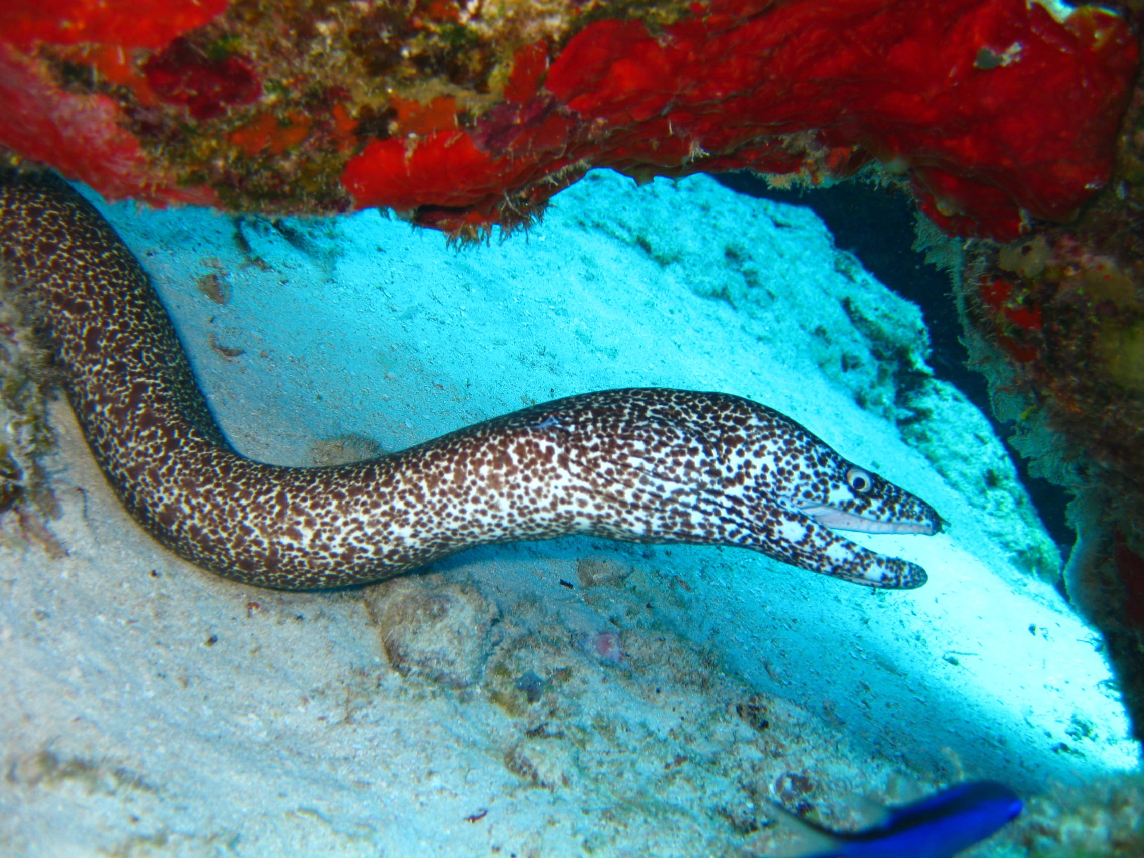 coral, fish, scuba Diving, reef, sea life, turquoise colored, one animal, 1080P, wildlife, Fish, Underwater, scuba, nature, close-up, Eel, invertebrate, HD Wallpaper