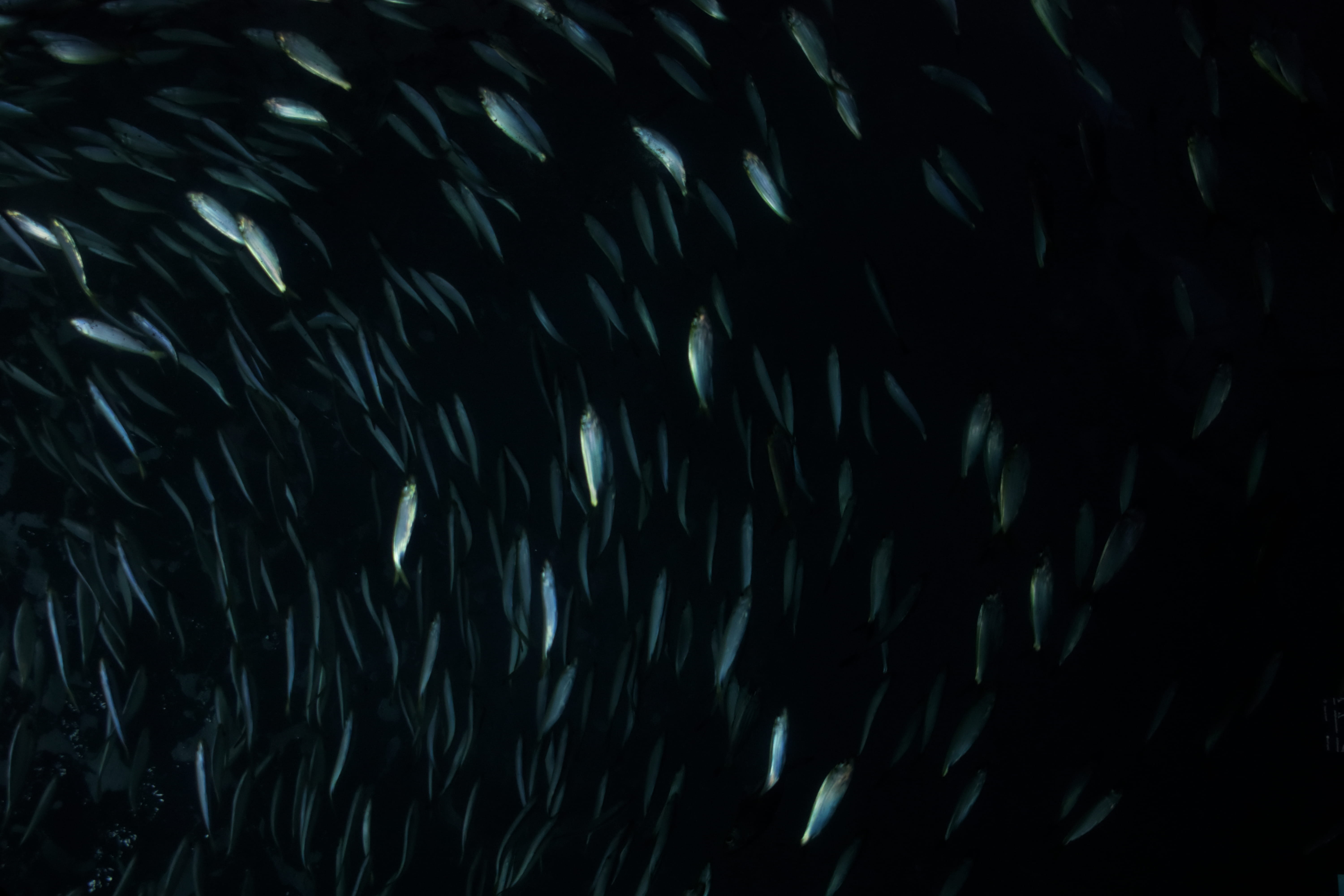 warning sign, sea life, motion, long exposure, aqua scuba, close-up, sign, trout, diver, marine, abstract, no people, black color, photo, communication, HD Wallpaper