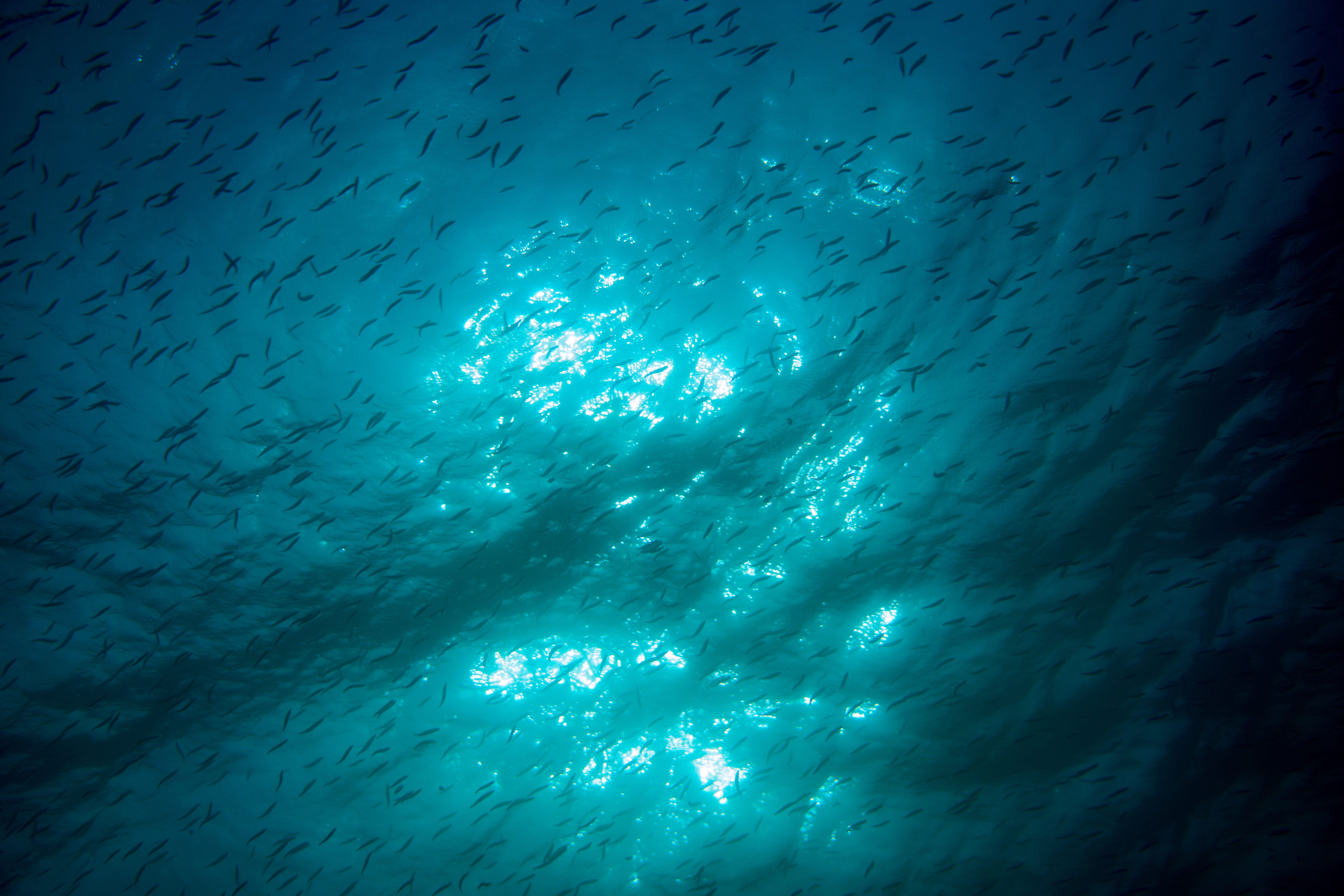 reef, sardine, water, undersea, animal, animal themes, nature, diver, herring, no people, group of animals, ocean, blue, low angle view, school of fish, HD Wallpaper