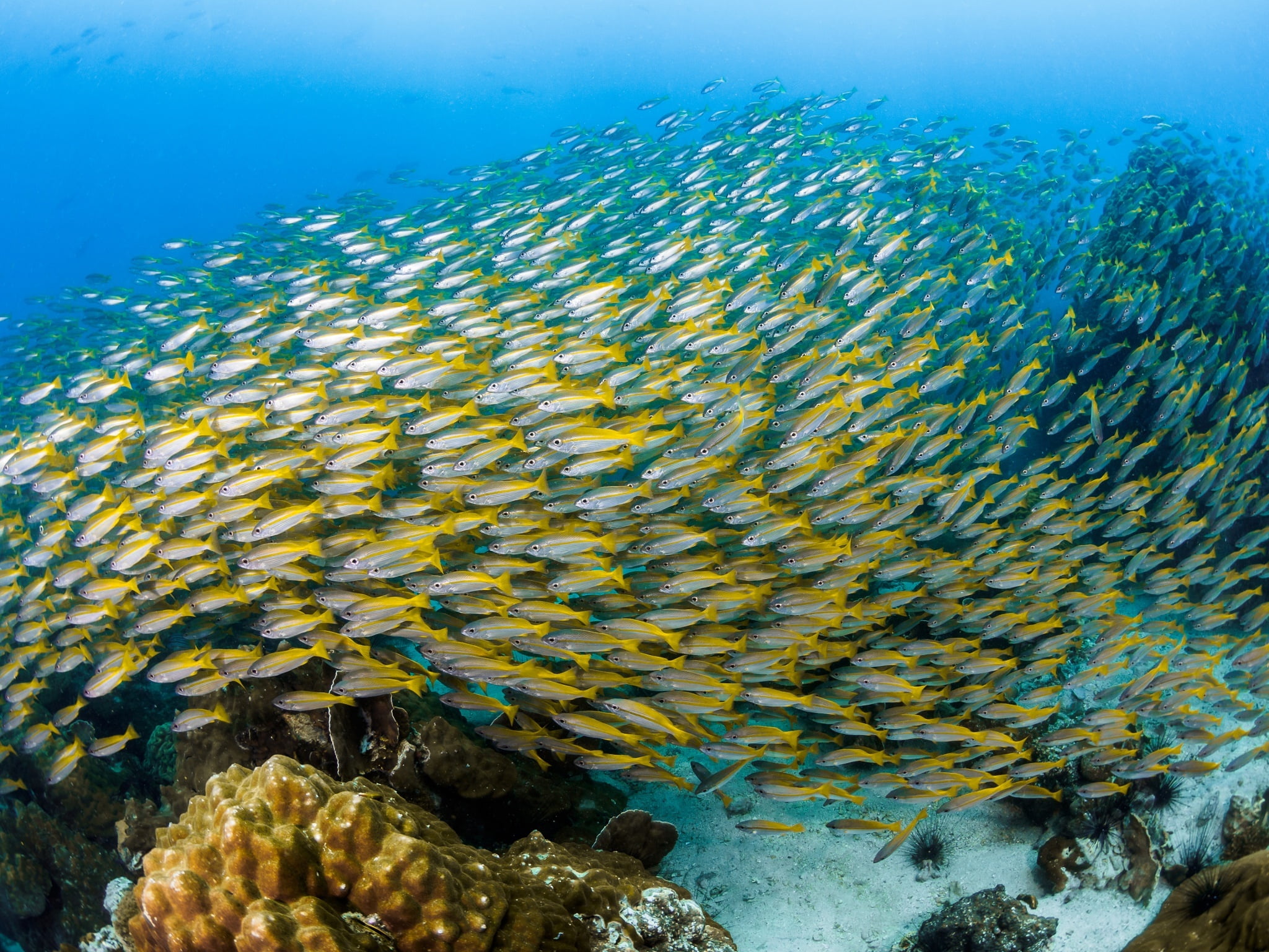 under water, cant, fish, 1080P, pack, HD Wallpaper