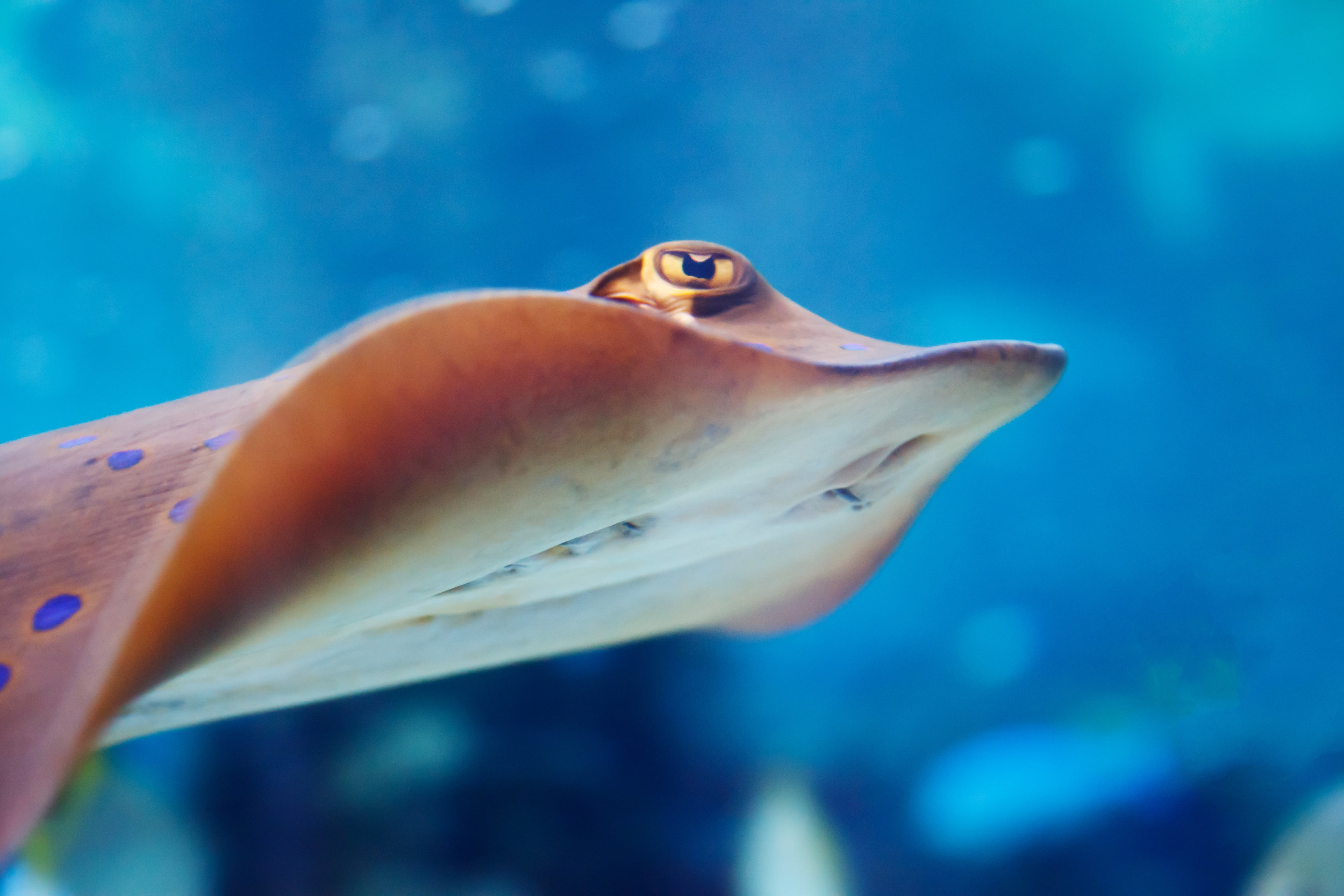vertebrate, sting, undersea, tank, close-up, animal, ocean, colorful, diving, stingray, under, spotted, 4K, animal themes, swimming, water, no people, HD Wallpaper