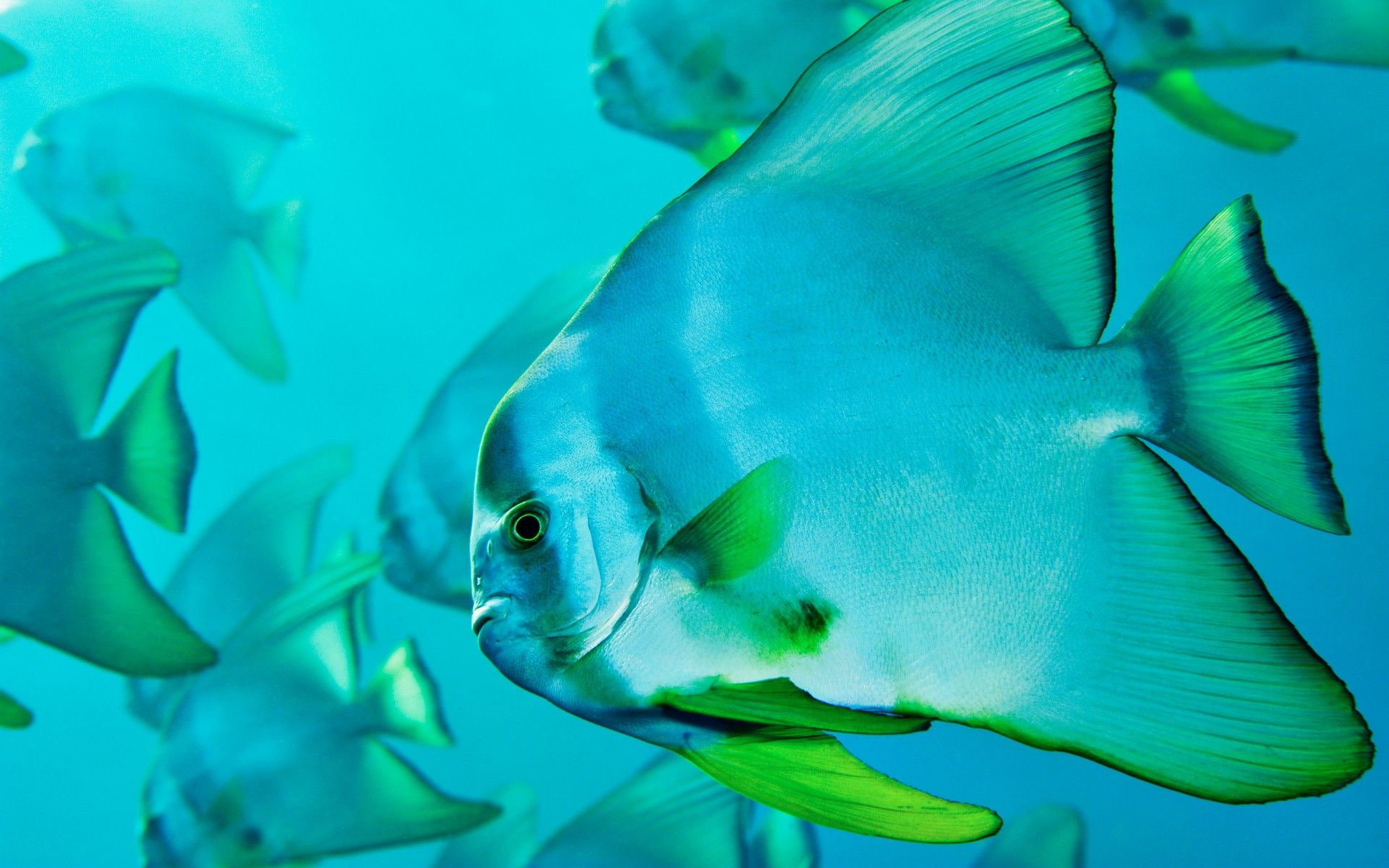 1080P, azul, angel, peces, animales, HD Wallpaper