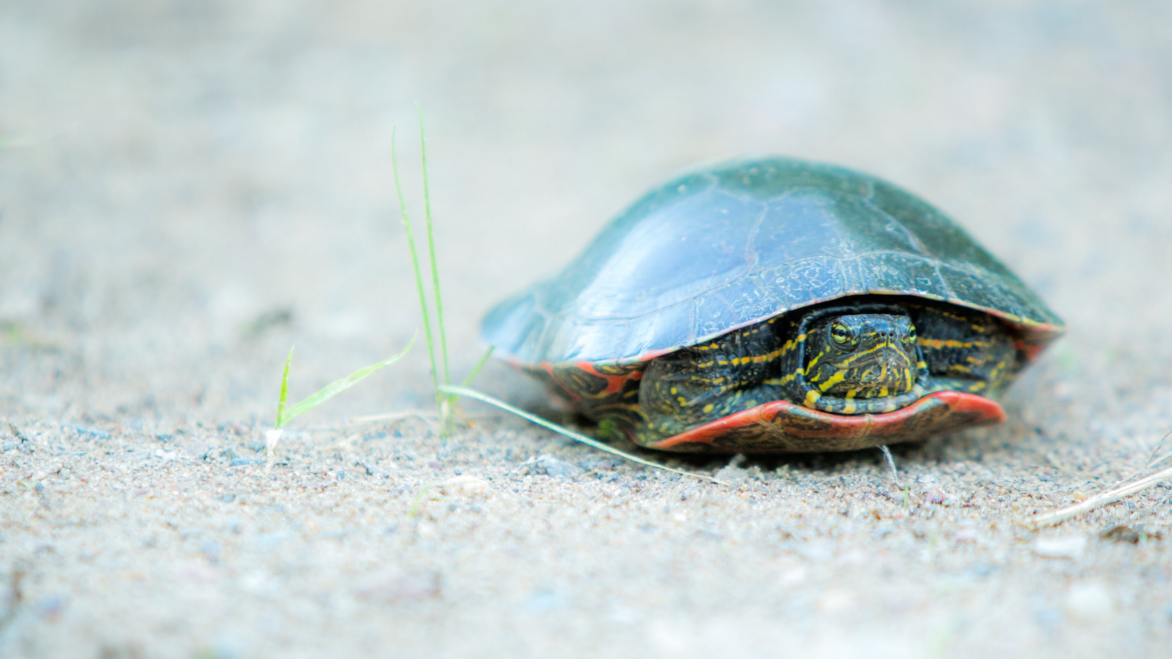 boredom, shell, tortuga, Reptil, one animal, animal themes, reptile, animal shell, animal wildlife, outdoors, day, tortoise, no people, sea, turtle, land, HD Wallpaper