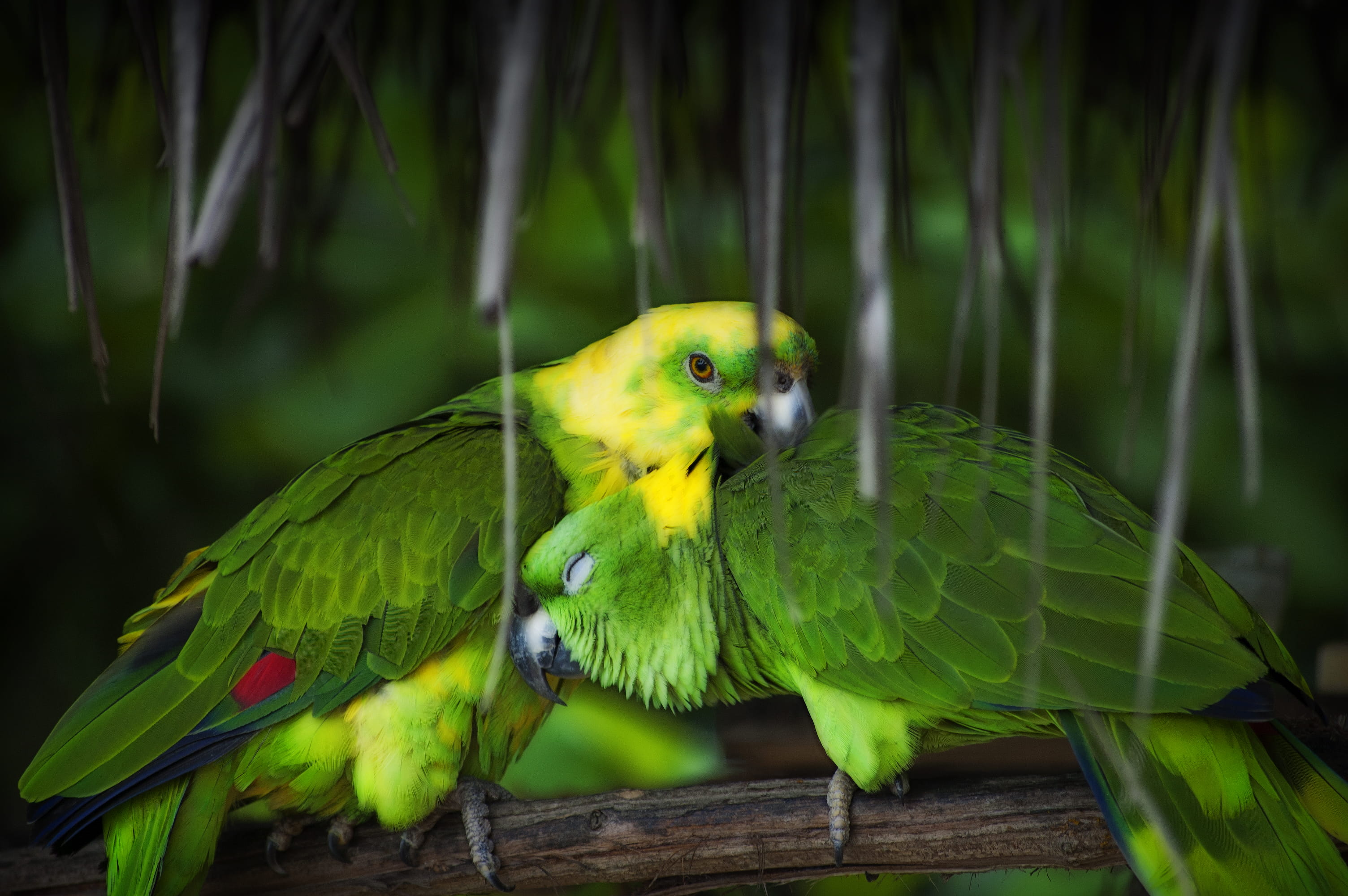 green color, no people, costa rica, isla tortuga, nature, branch, tree, yellow, close-up, bird, perching, vertebrate, day, animal themes, beauty in nature, HD Wallpaper