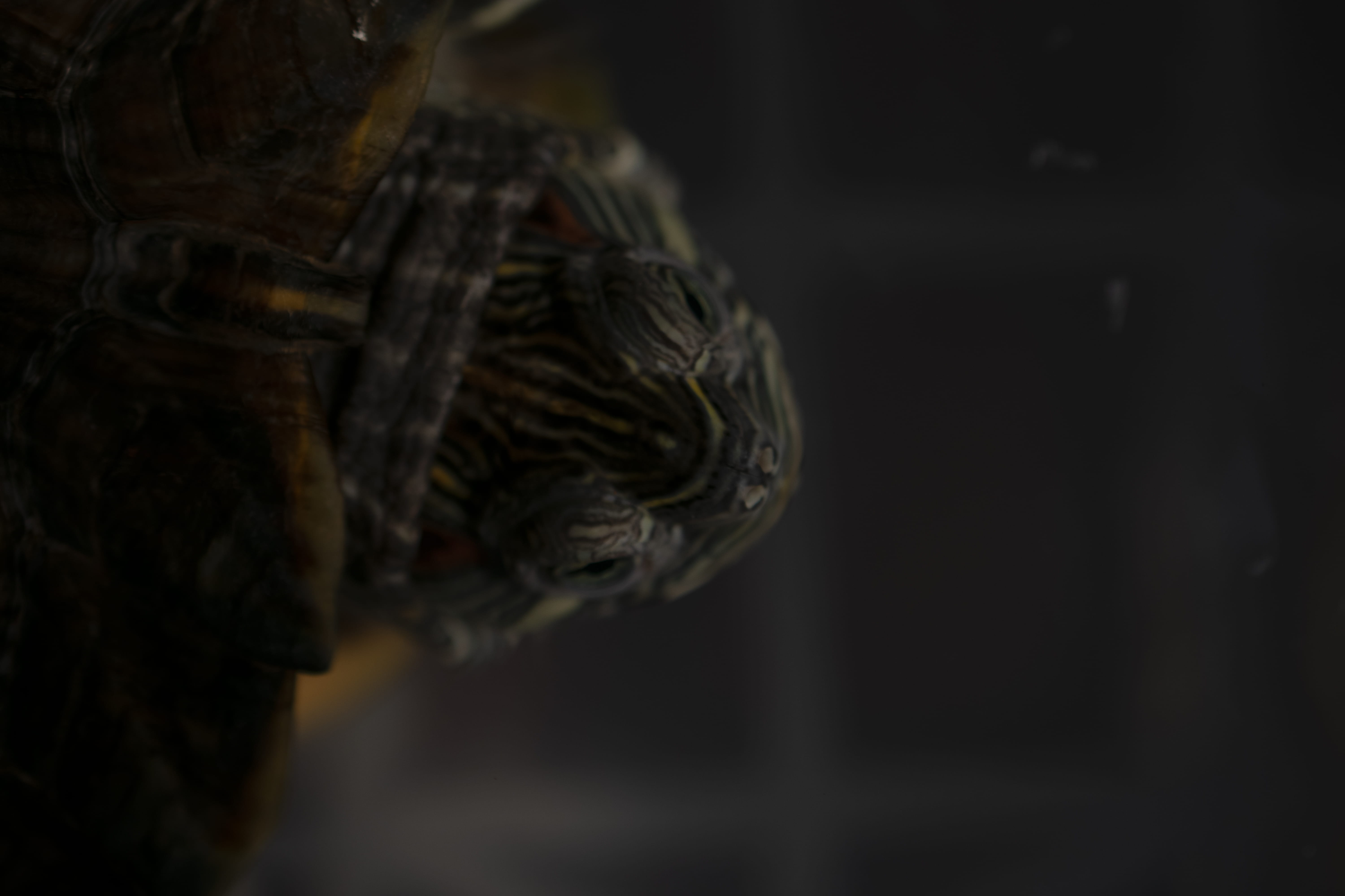 no people, animal, dark, black background, focus on foreground, animal themes, 5K, animal head, turtle, animal body part, one animal, nature, marine, studio shot, HD Wallpaper