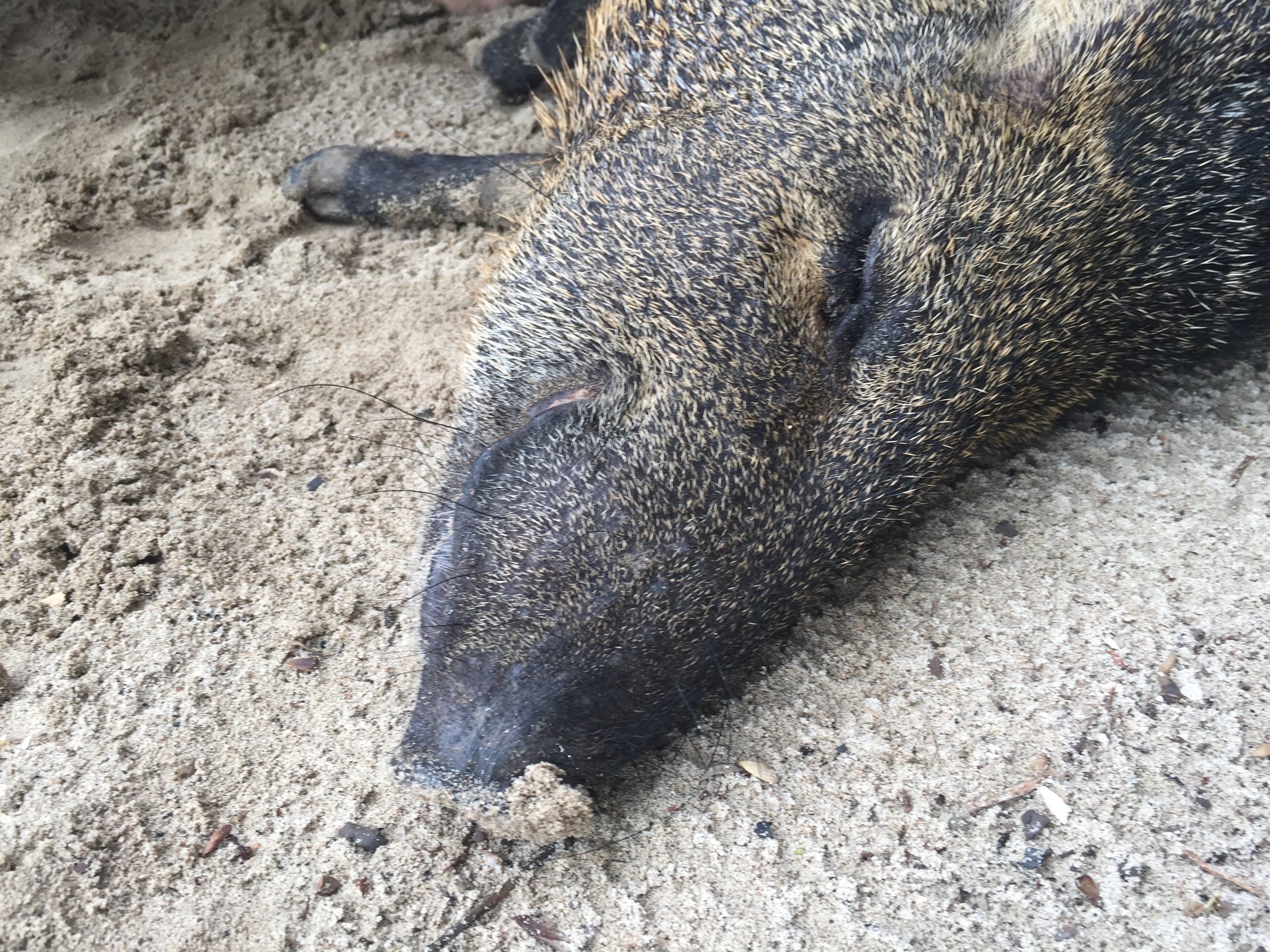 day, relaxation, close-up, field, grin, animal head, high angle view, vertebrate, pig, happy, animal, smile, nature, isla tortuga, beach animal, animal body part, HD Wallpaper