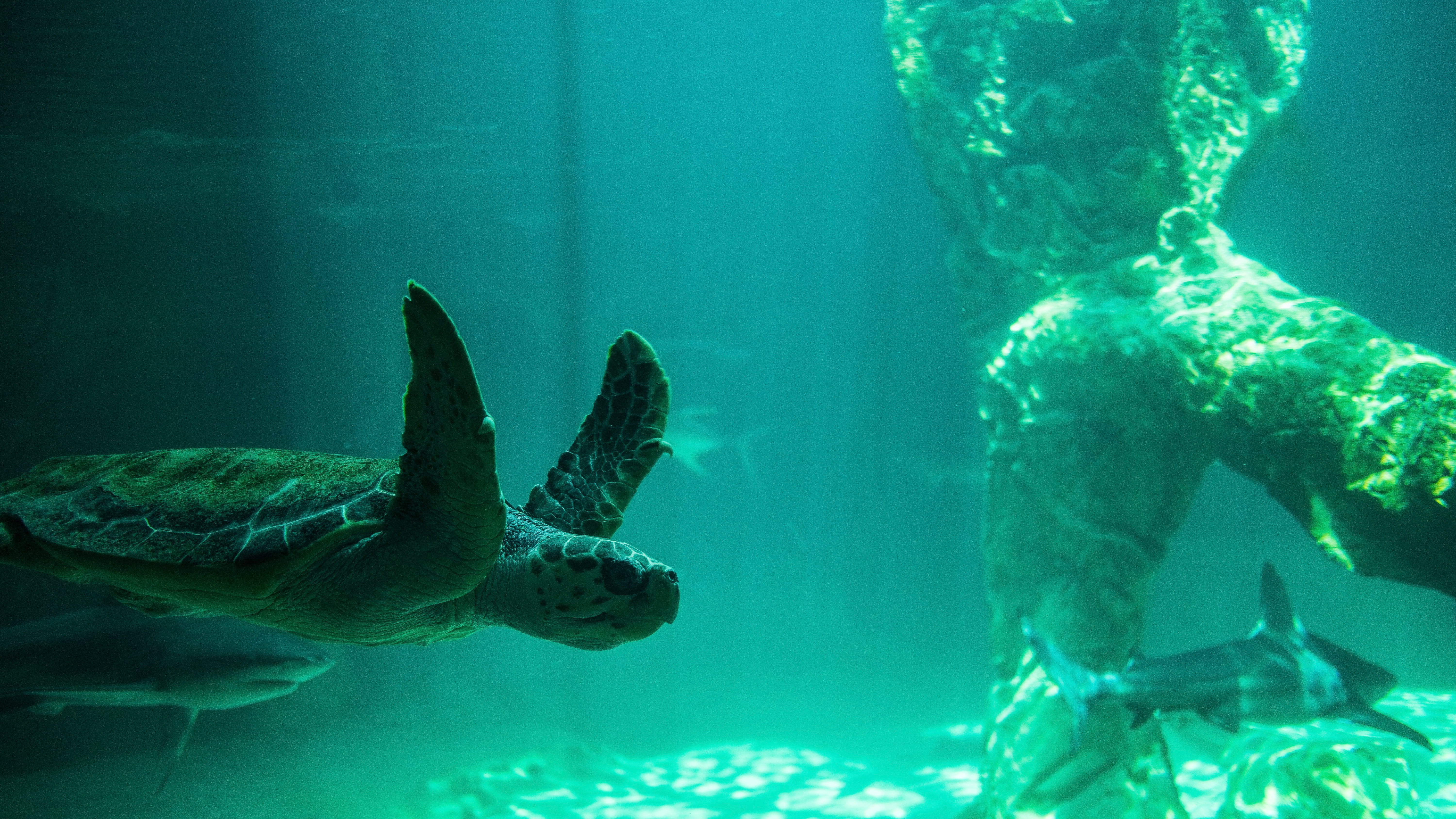 group of animals, animal themes, sharks, underwater, sea, vertebrate, animal, nature, animals in the wild, animals, tortuga, marine, turquoise colored, HD Wallpaper