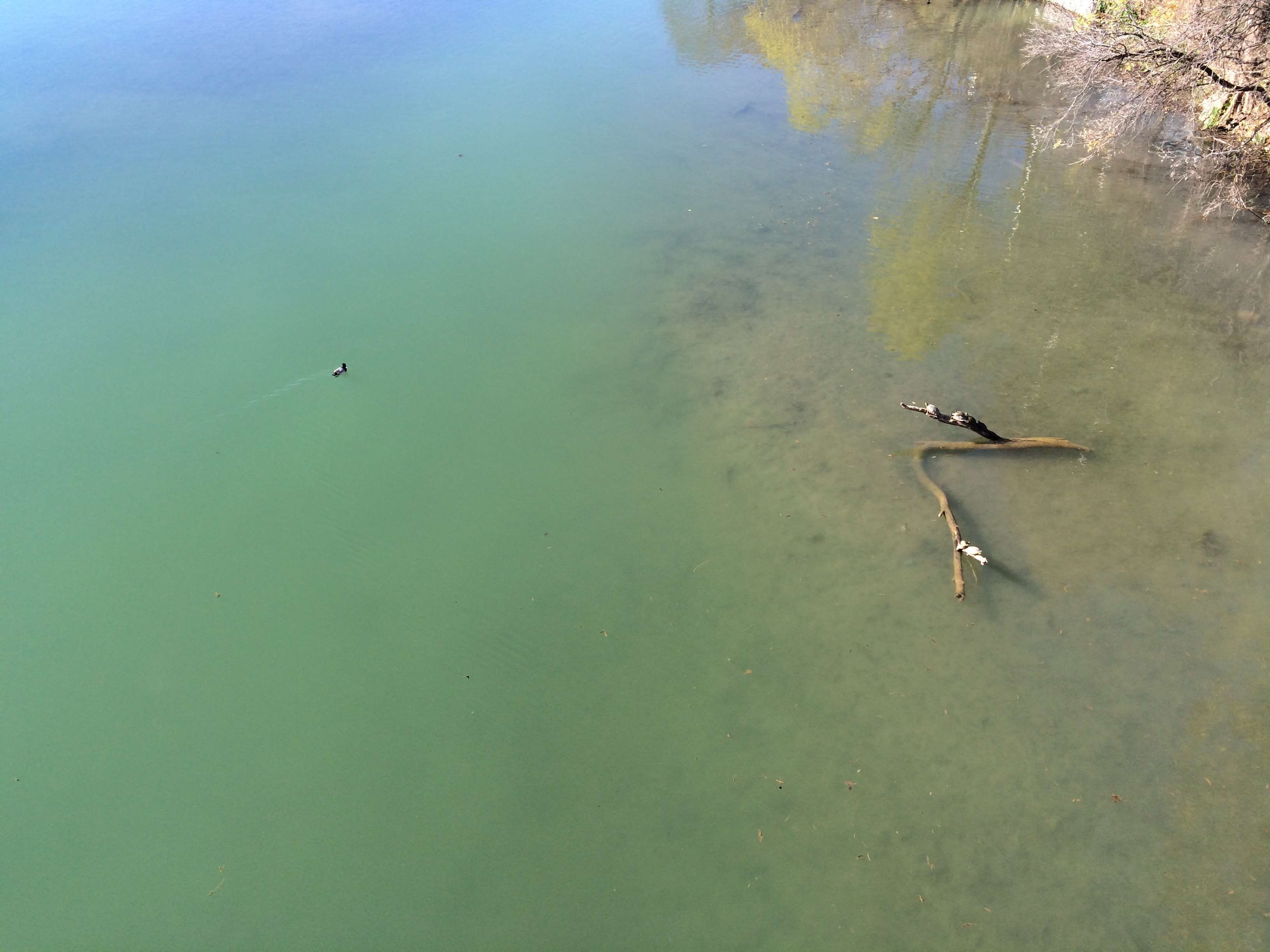 texas, tranquility, day, 2K, floating on water, water, high angle view, austin, group of animals, no people, flying, outdoors, bird, animal family, waterfront, HD Wallpaper