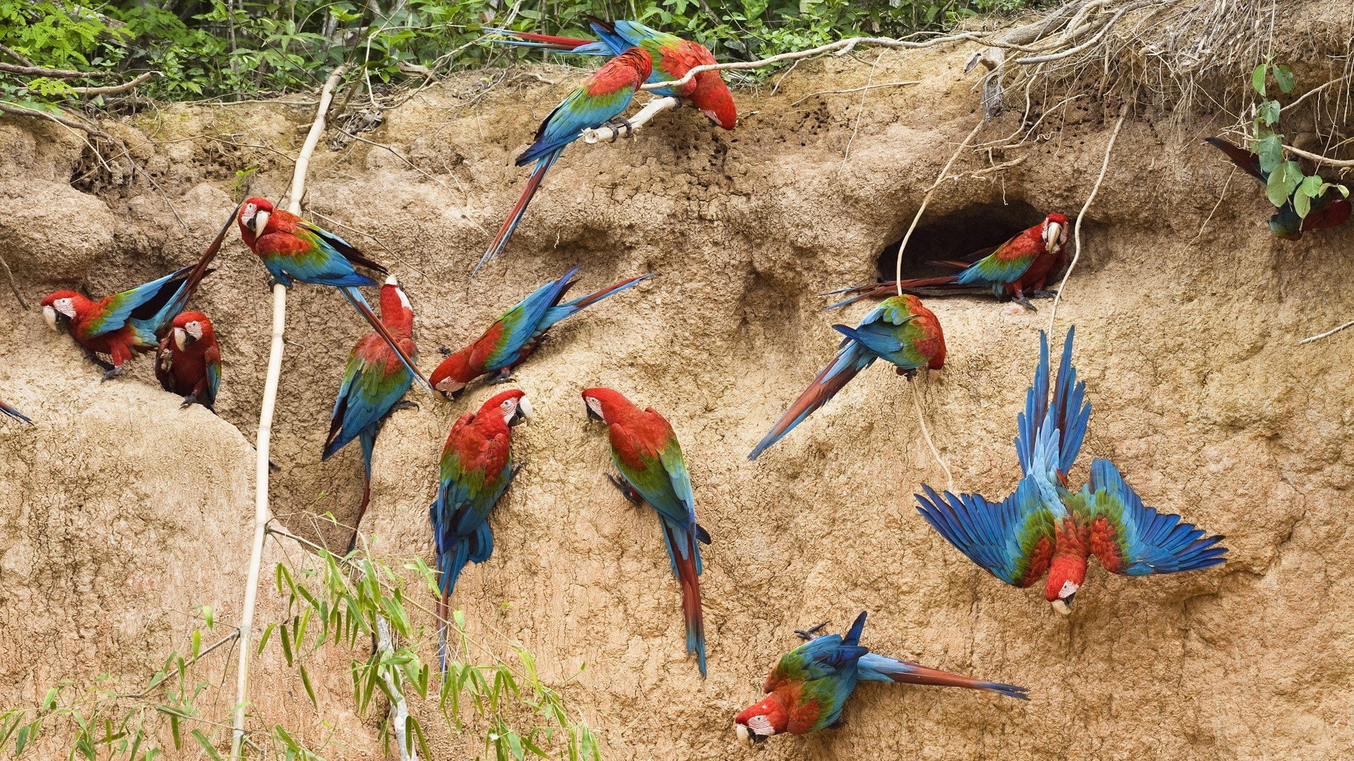 1080P, Aves, Animales, loros, Cueva, HD Wallpaper