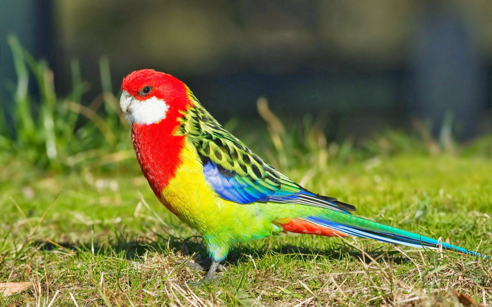 720P, profile view, vertebrate, feather, multi colored, close-up, animals in the wild, land, animales, nature, one animal, red, macaw, day, colores, parrot, HD Wallpaper
