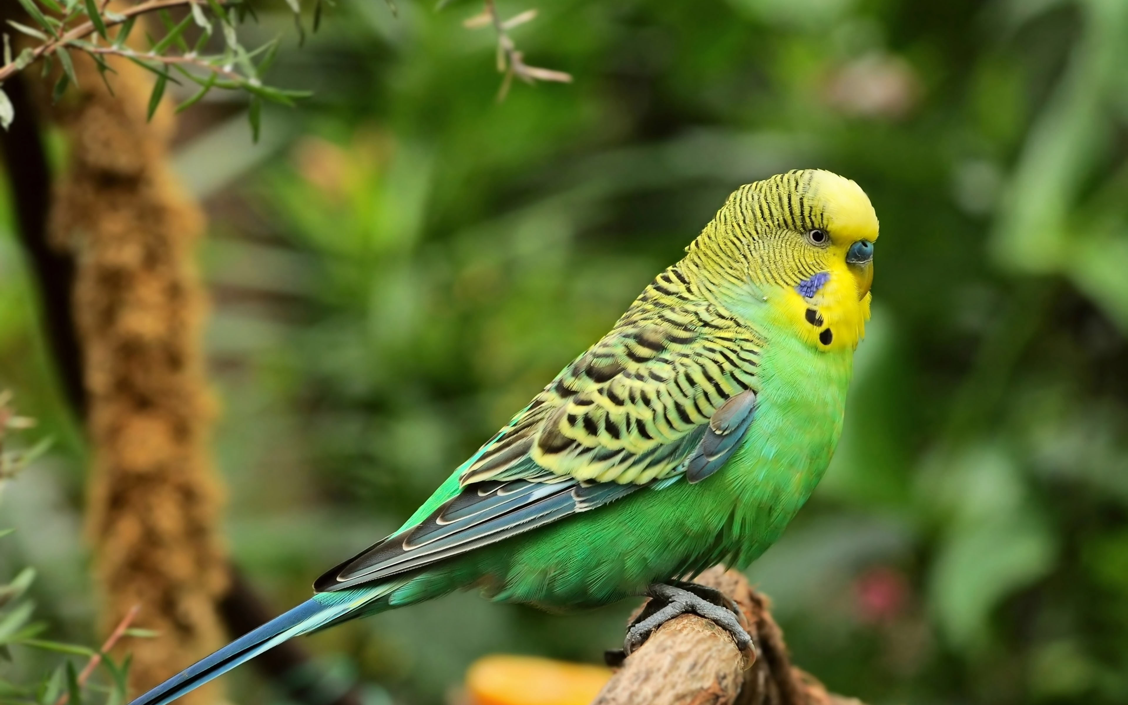 animales, periquito, colores, 4K, ave, HD Wallpaper
