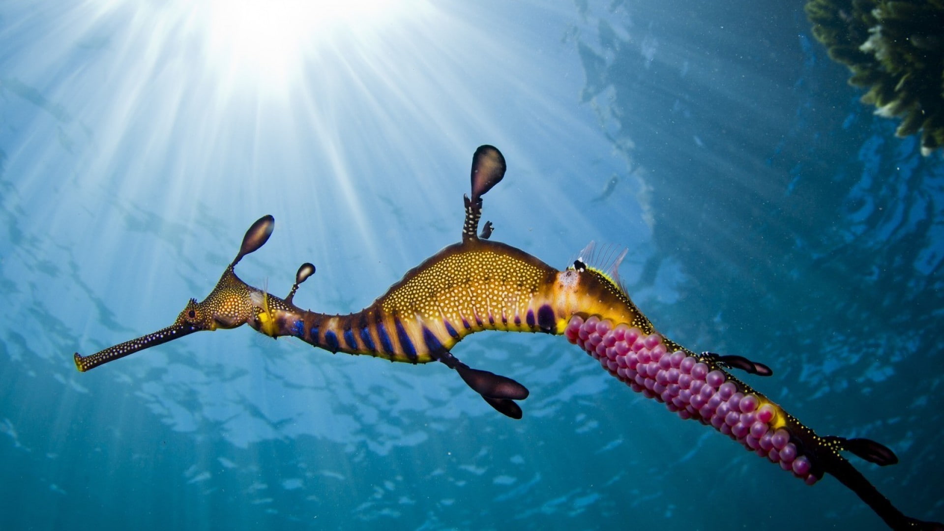 swimming, water, underwater, animals, sunlight, no people, fish, 1080P, animals in the wild, outdoors, sunbeam, lens flare, seahorses, sun rays, marine, HD Wallpaper