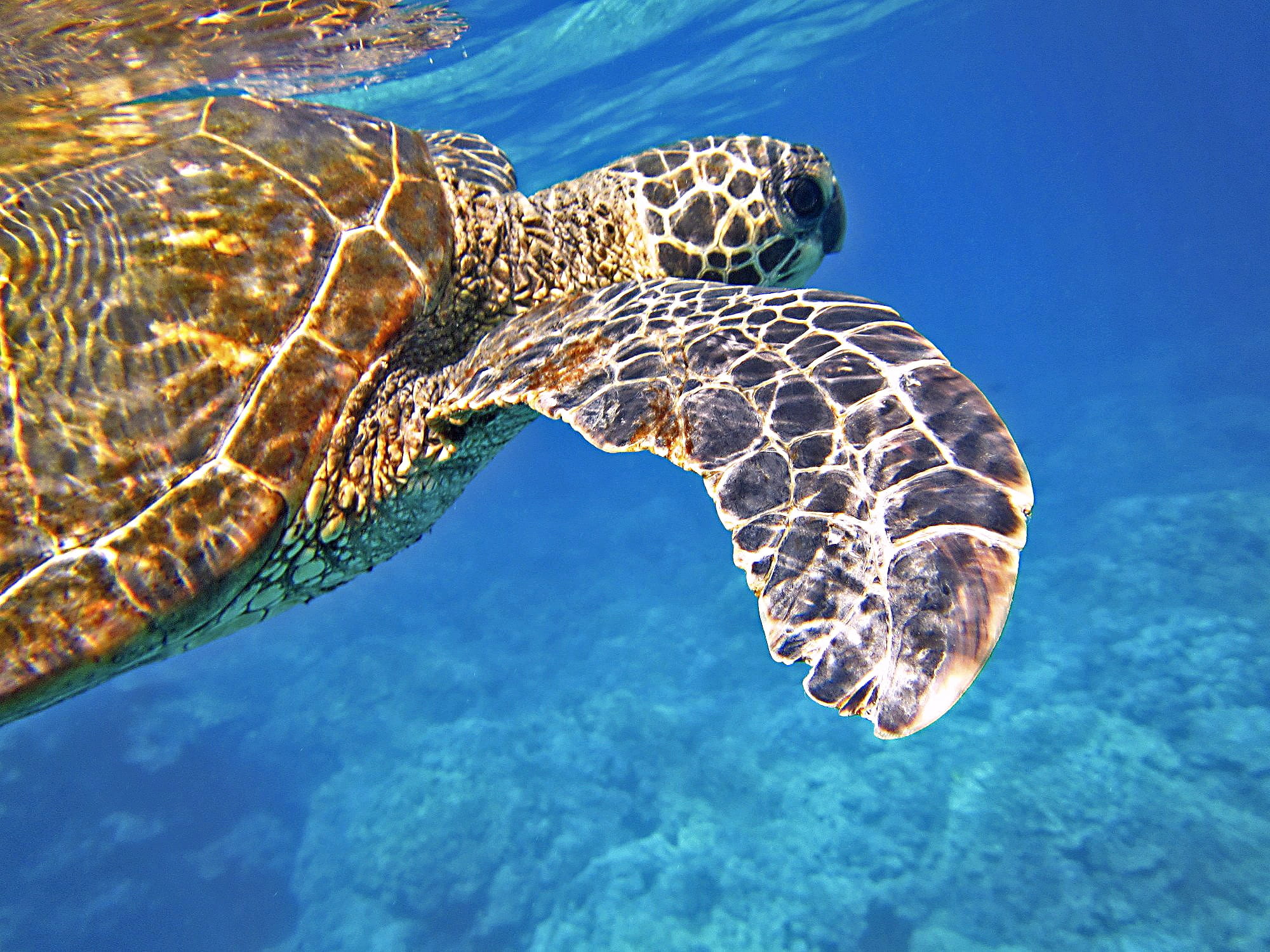 black sea turtle, undersea, giant sea turtle, selective, 1080P, sea, marine, animal, vertebrate, turtle, focus, turquoise colored, tropical, photo, one animal, HD Wallpaper