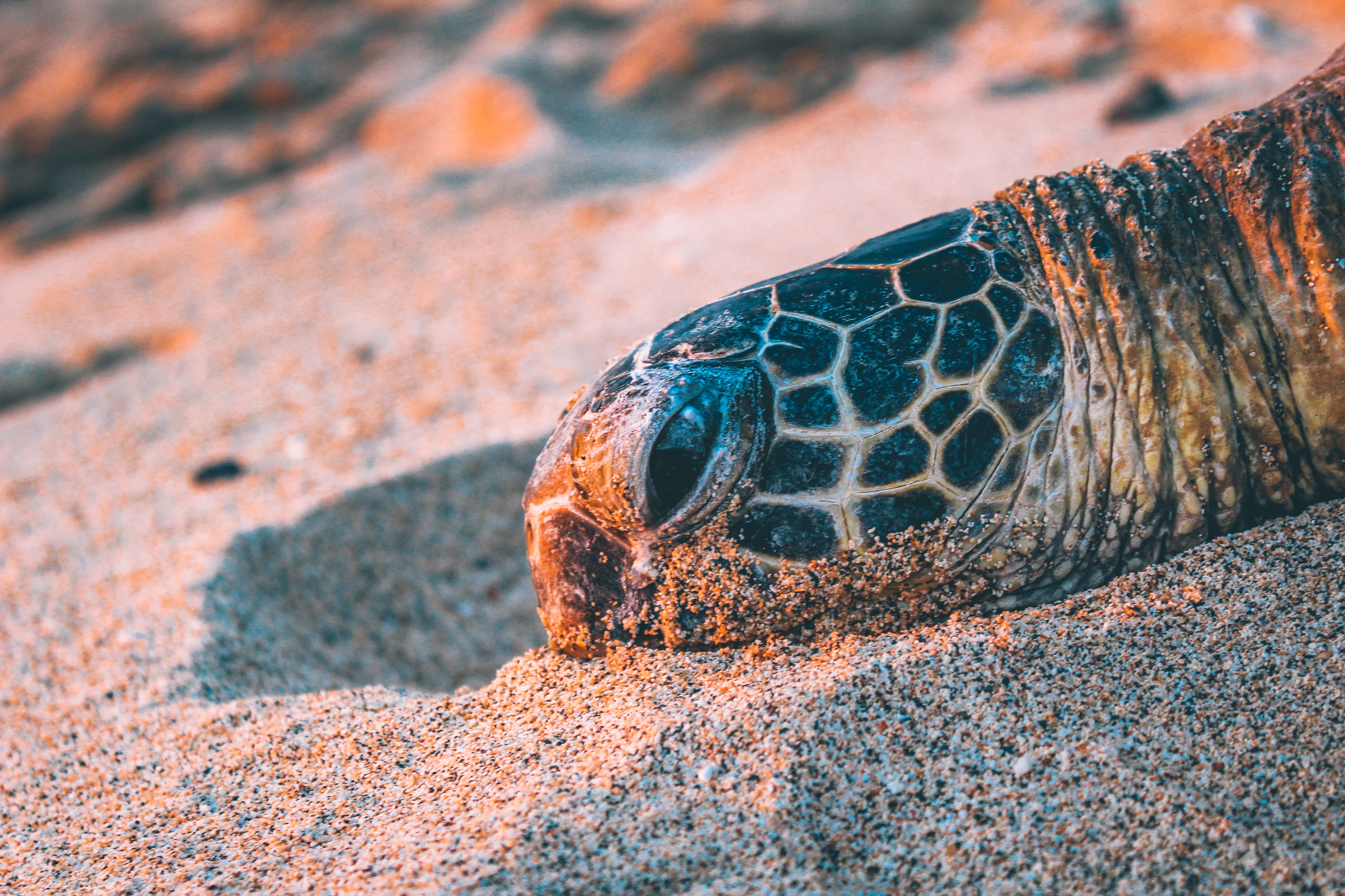 head, environment, day, sand, close-up, gray, animal, 5K, reptile, animal scale, sea turtle, beach, sunset, tortuga, beige, land, animal themes, animal head, HD Wallpaper