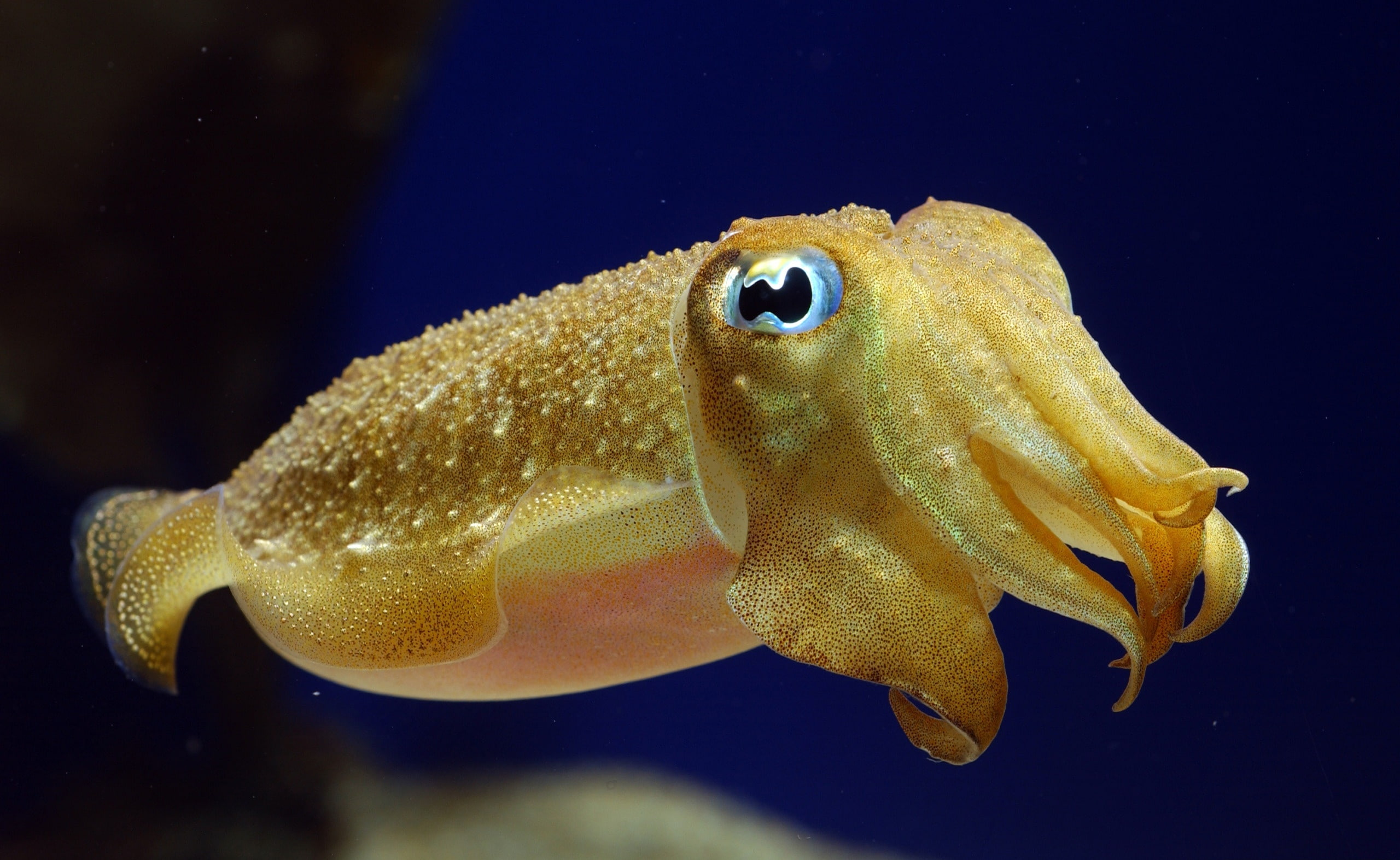 Sea, Underwater, Animals, Squid, 2K, HD Wallpaper