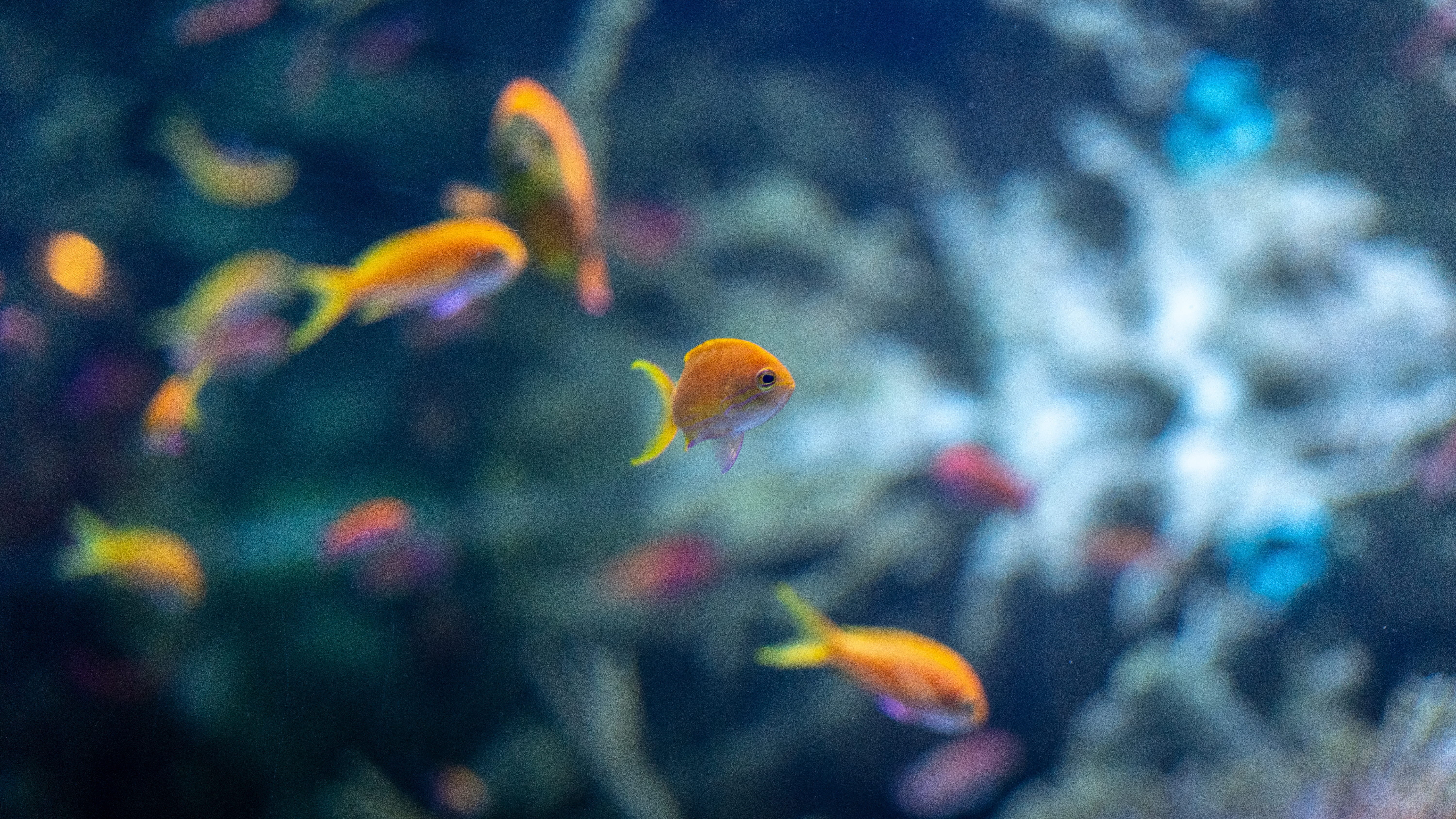 shoal, tank, school of fish, fish tank, underwater, outdoors, swimming, animals in the wild, animal themes, undersea, glass - material, marine, goldfish, HD Wallpaper