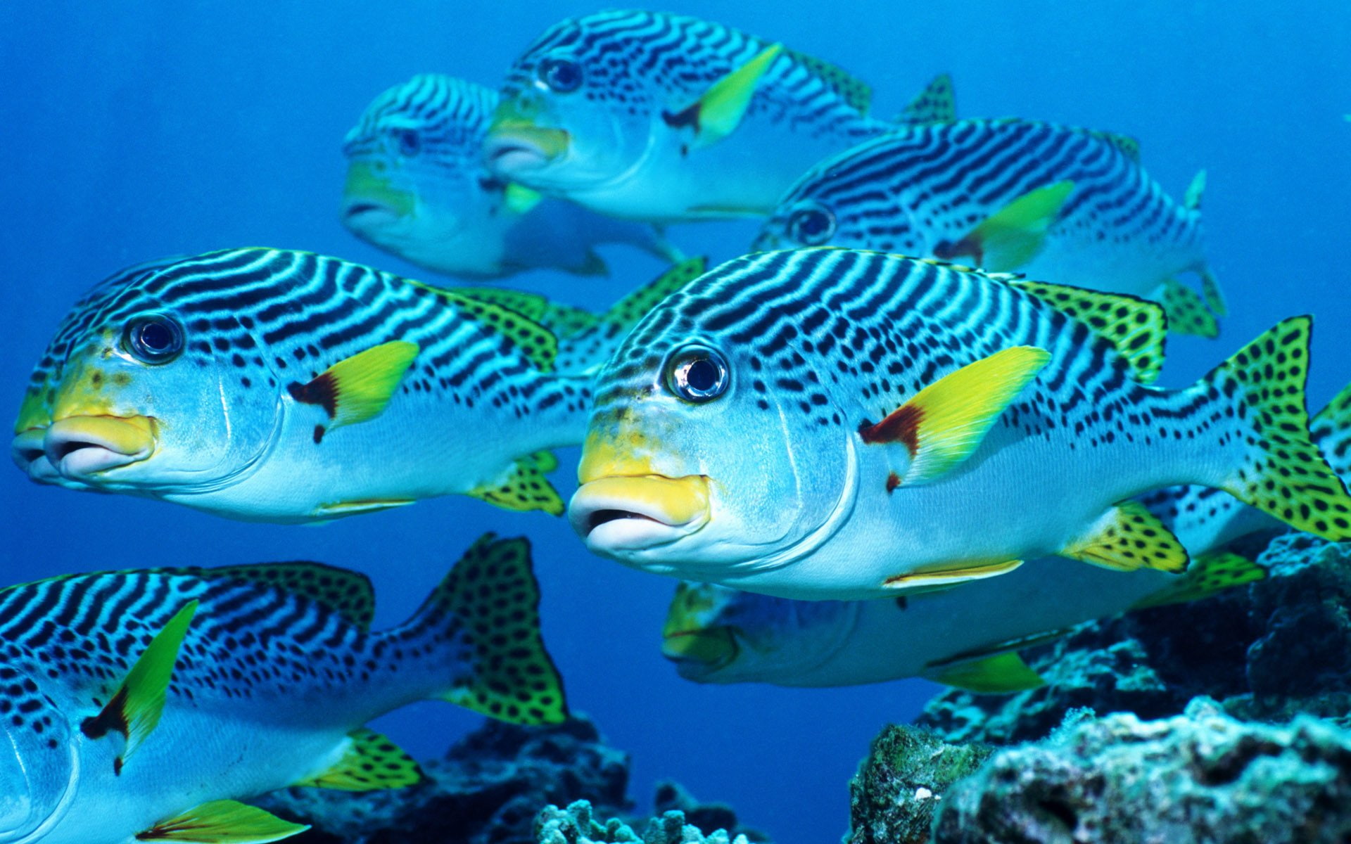 1080P, Fishes, Fish, gray, shoal, black, oscar, HD Wallpaper