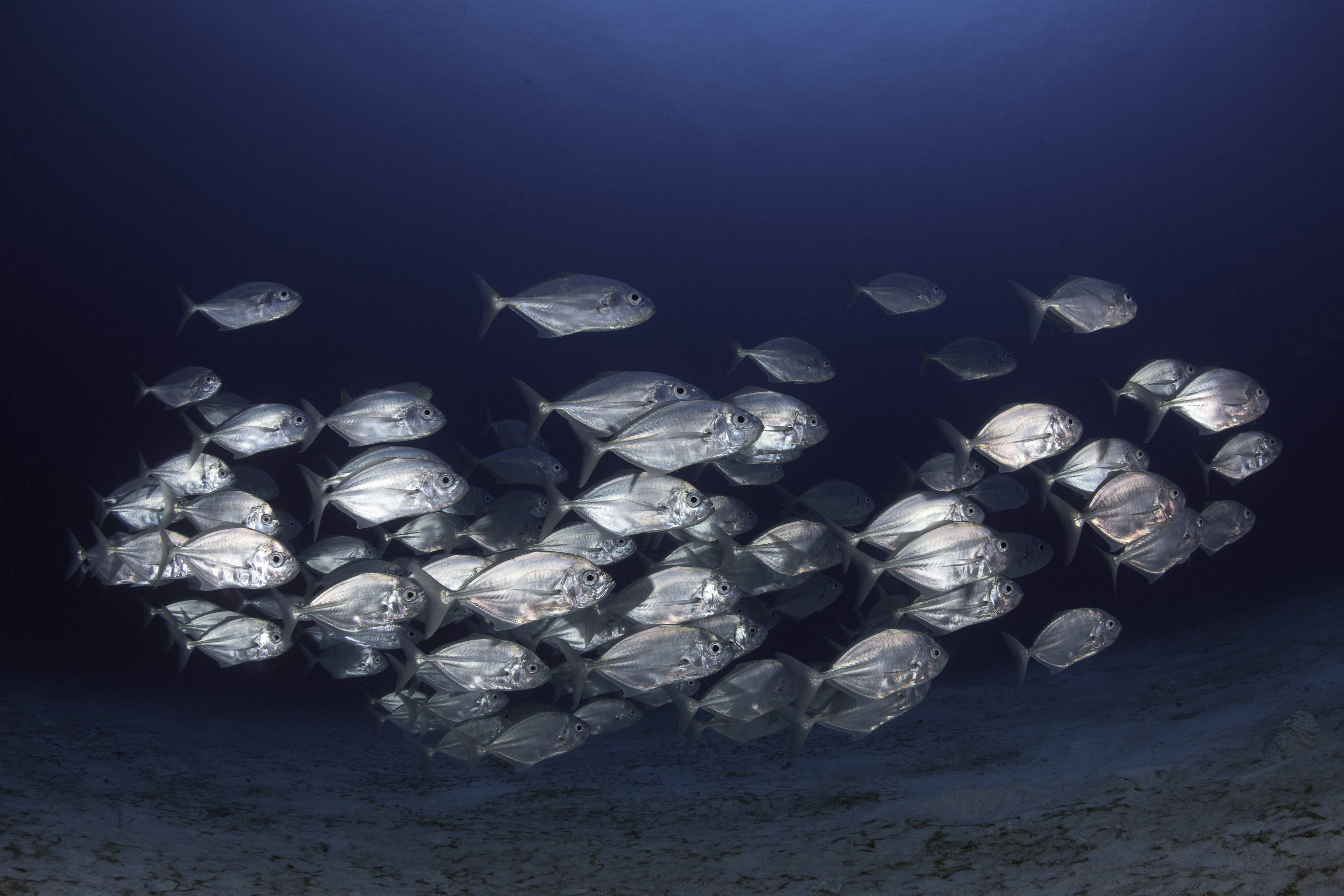 blue background, scuba, large group of objects, high angle view, indoors, animal wildlife, gray, shoal, underwater, scuba diving, marine, fish, wildlife, HD Wallpaper