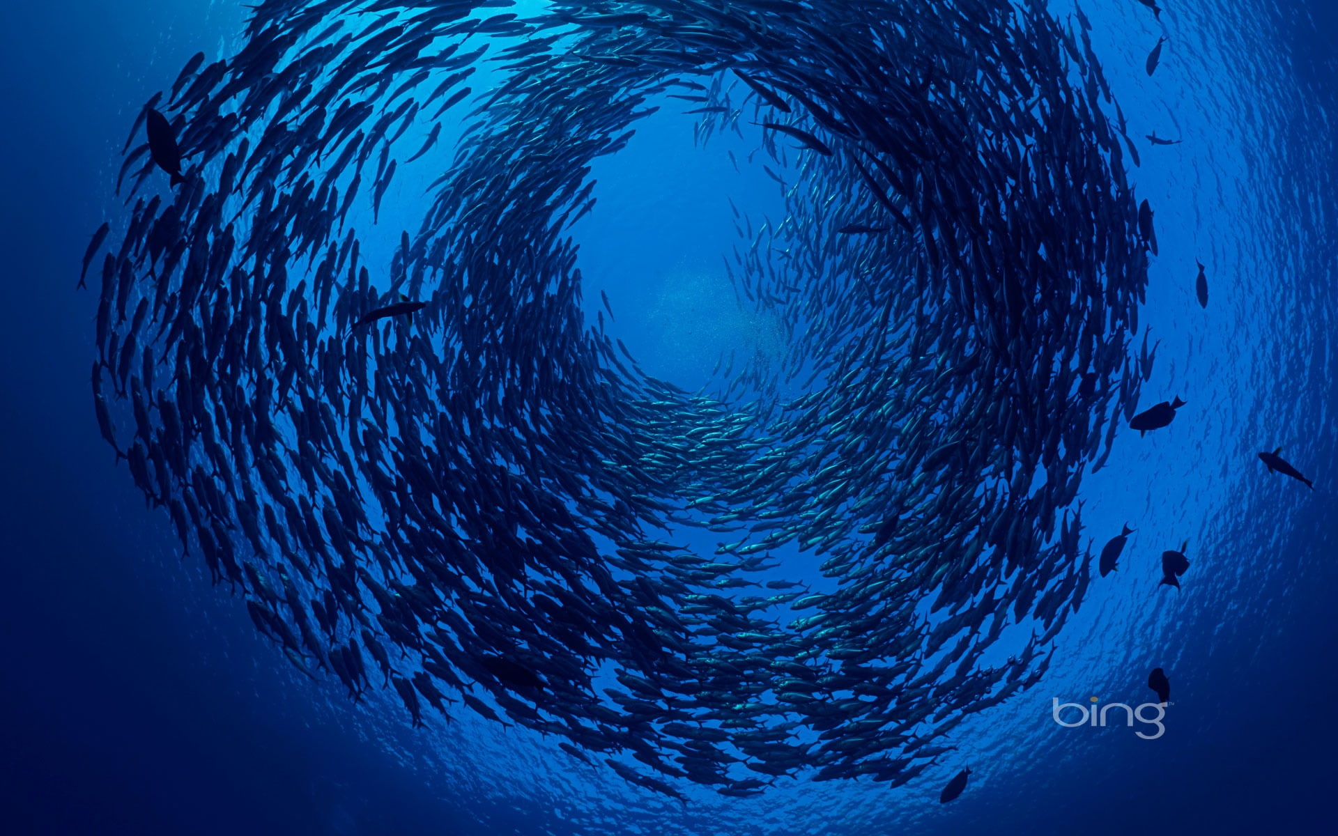 motion, animal themes, digital, digital composite, school of fish, animals in the wild, animal wildlife, nature, sea, swimming, shoal, marine, HD Wallpaper