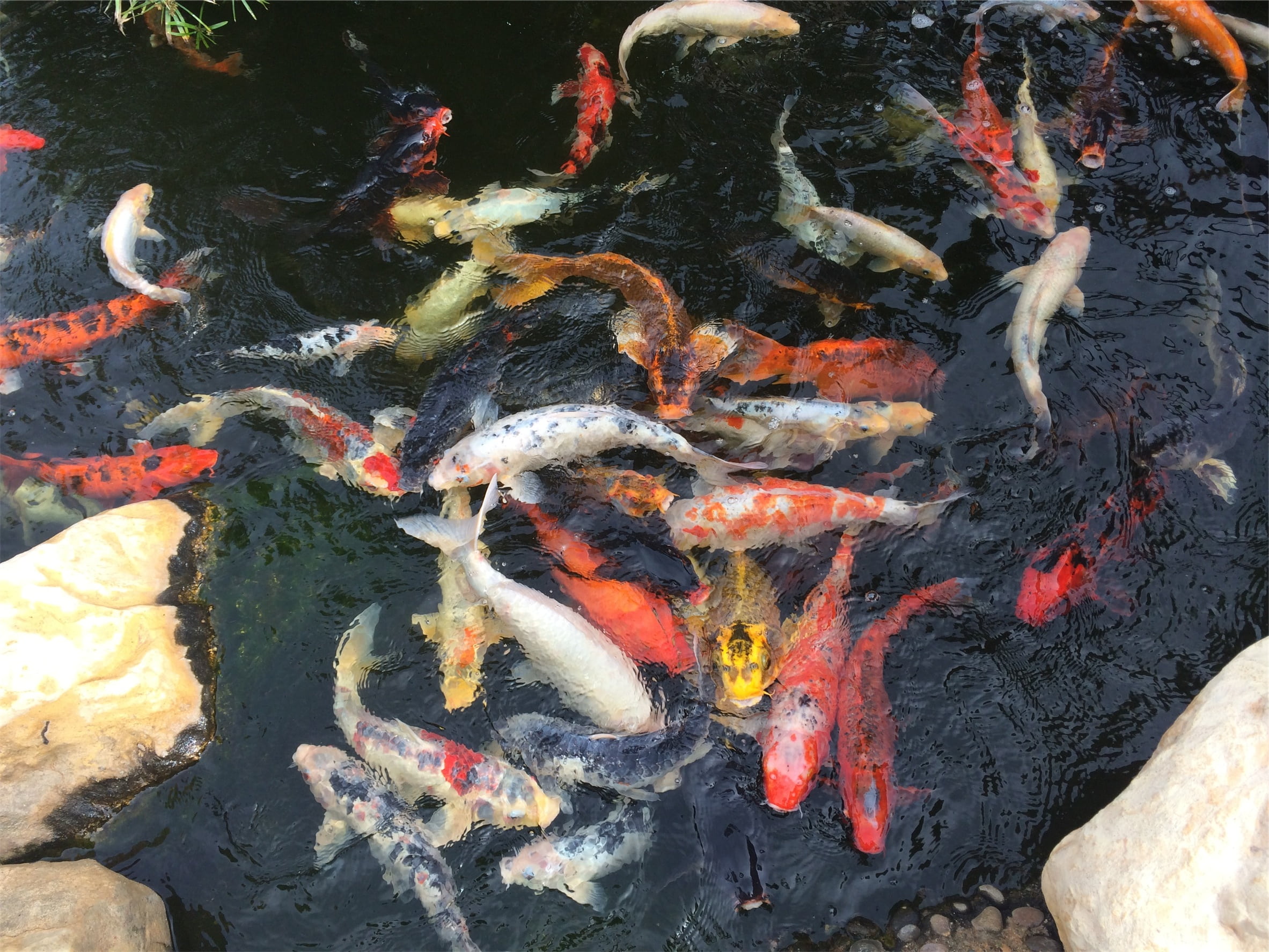 animal, fish, no people, group of animals, large group of animals, fishes, marine, water, animals in the wild, animal themes, outdoors, vertebrate, pond, HD Wallpaper
