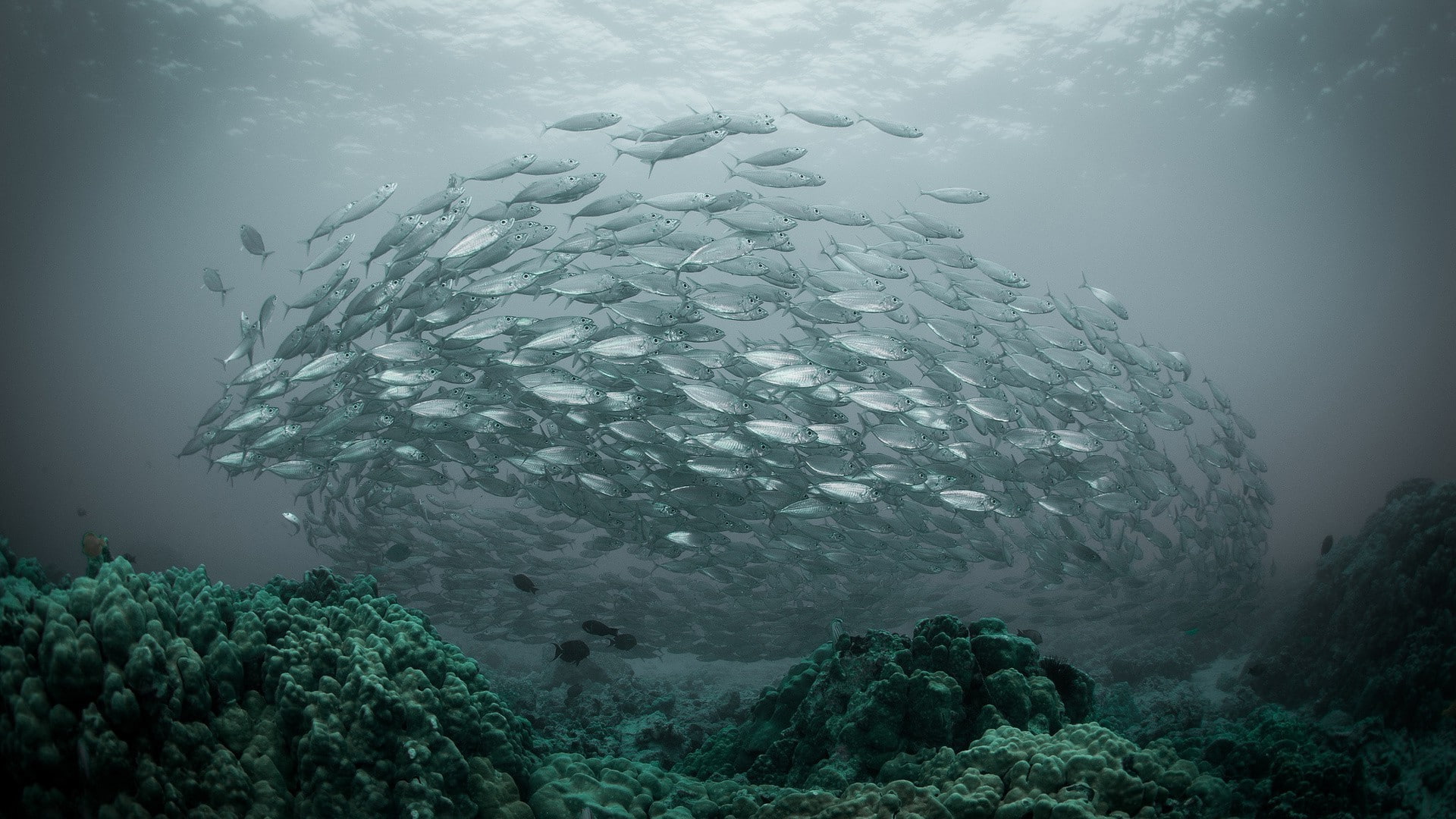 vertebrate, group of animals, nature, no people, 1080P, sea life, undersea, water, ecosystem, fish, swimming, marine, animal themes, underwater, animal, HD Wallpaper