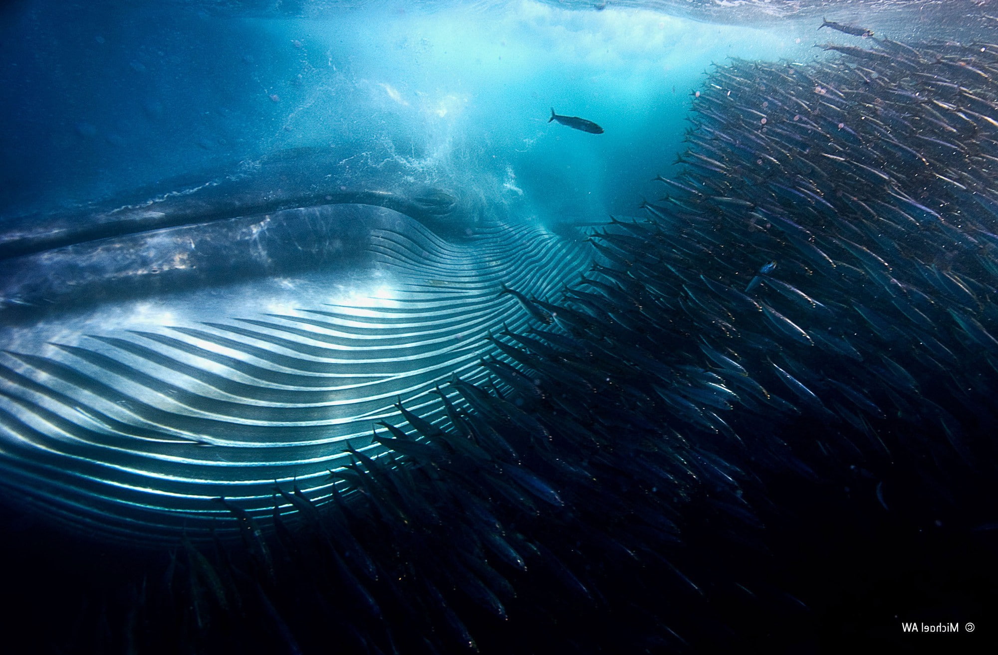 1080P, photography, underwater, contests, water, Shoal Of Fish, sea, Whale, Swarm, winner, animals, nature, HD Wallpaper