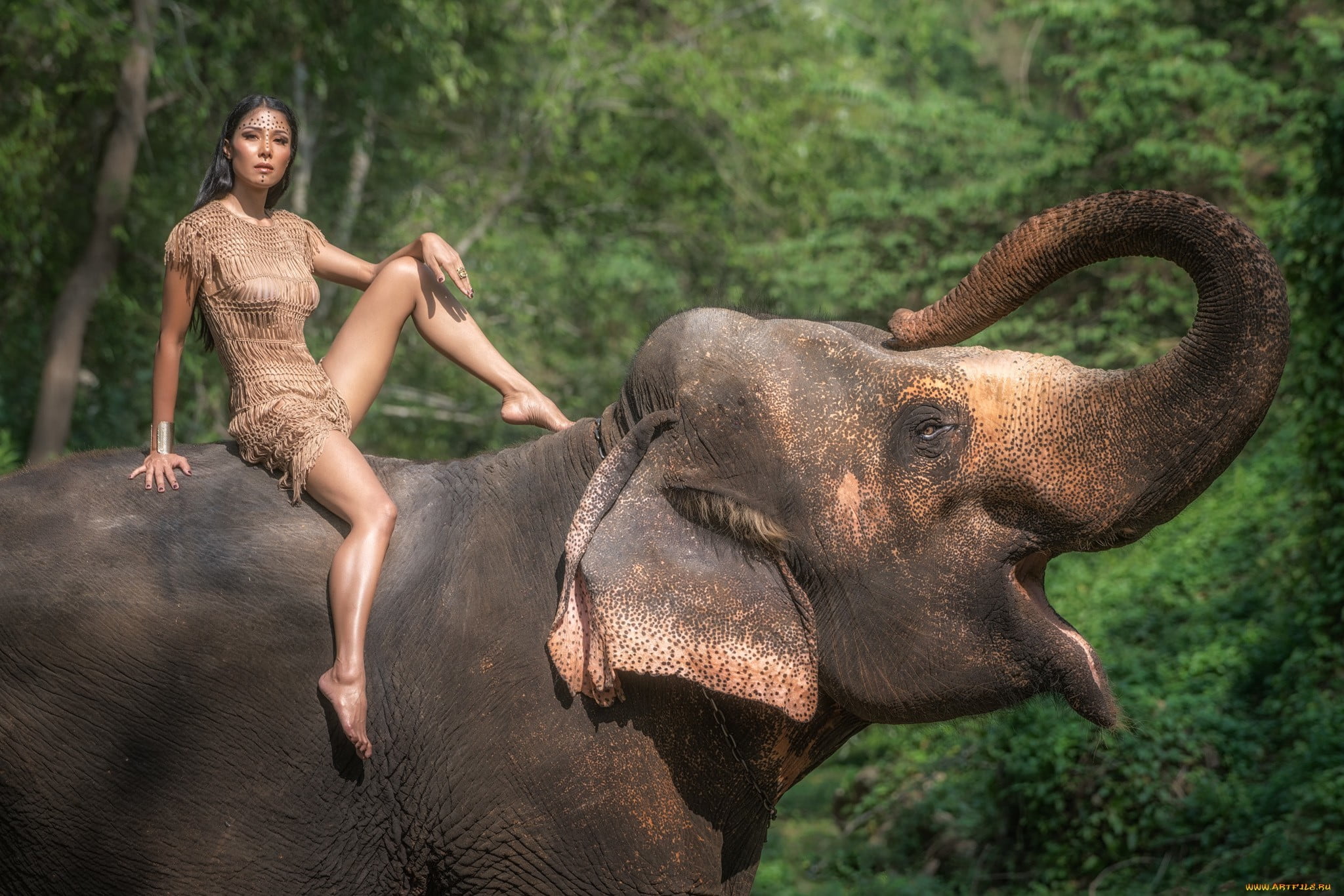 1080P, one animal, outdoors, beauty, indian elephant, animal wildlife, animal body part, model, vertebrate, tourism, young adult, fashion, adult, forest, HD Wallpaper