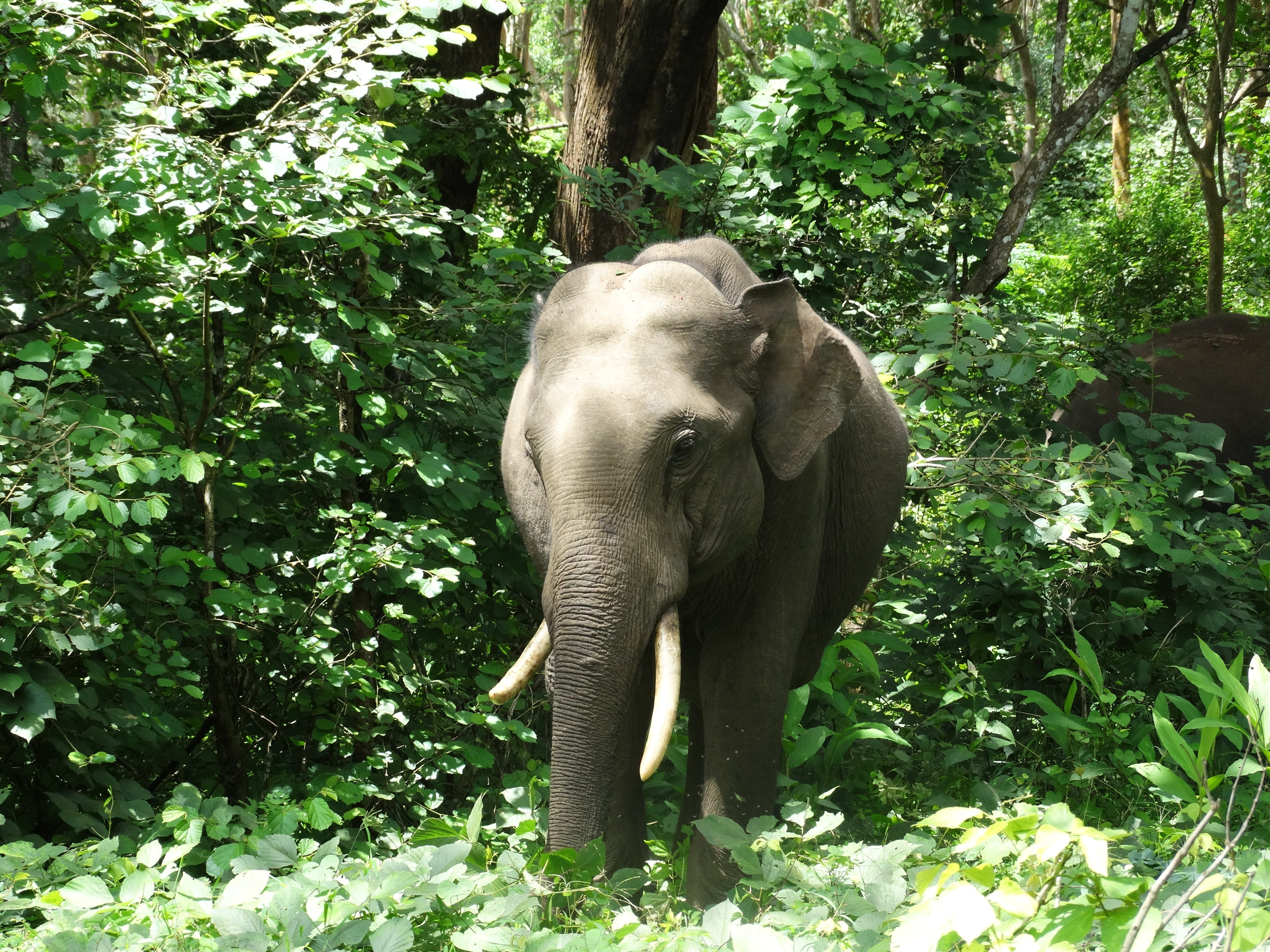 one animal, animals in the wild, outdoors, land, animal themes, animal, indian elephant, forest, safari, elephant, trunk, no people, standing, animal trunk, HD Wallpaper
