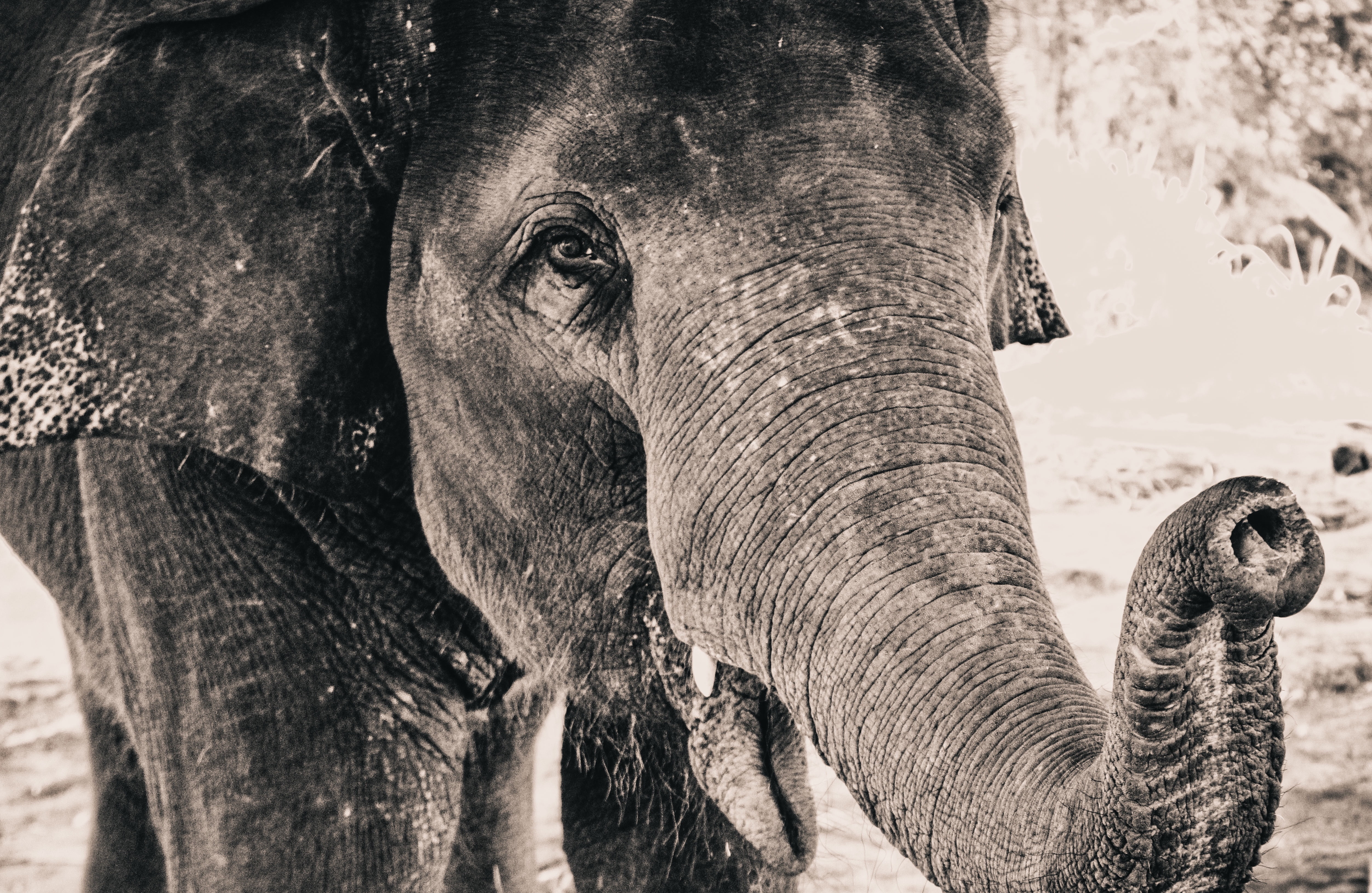 pachyderm, animals And Pets, family, endangered Species, close-up, animal eye, one animal, wildlife, tree, animal Ear, no people, focus on foreground, young Animal, HD Wallpaper