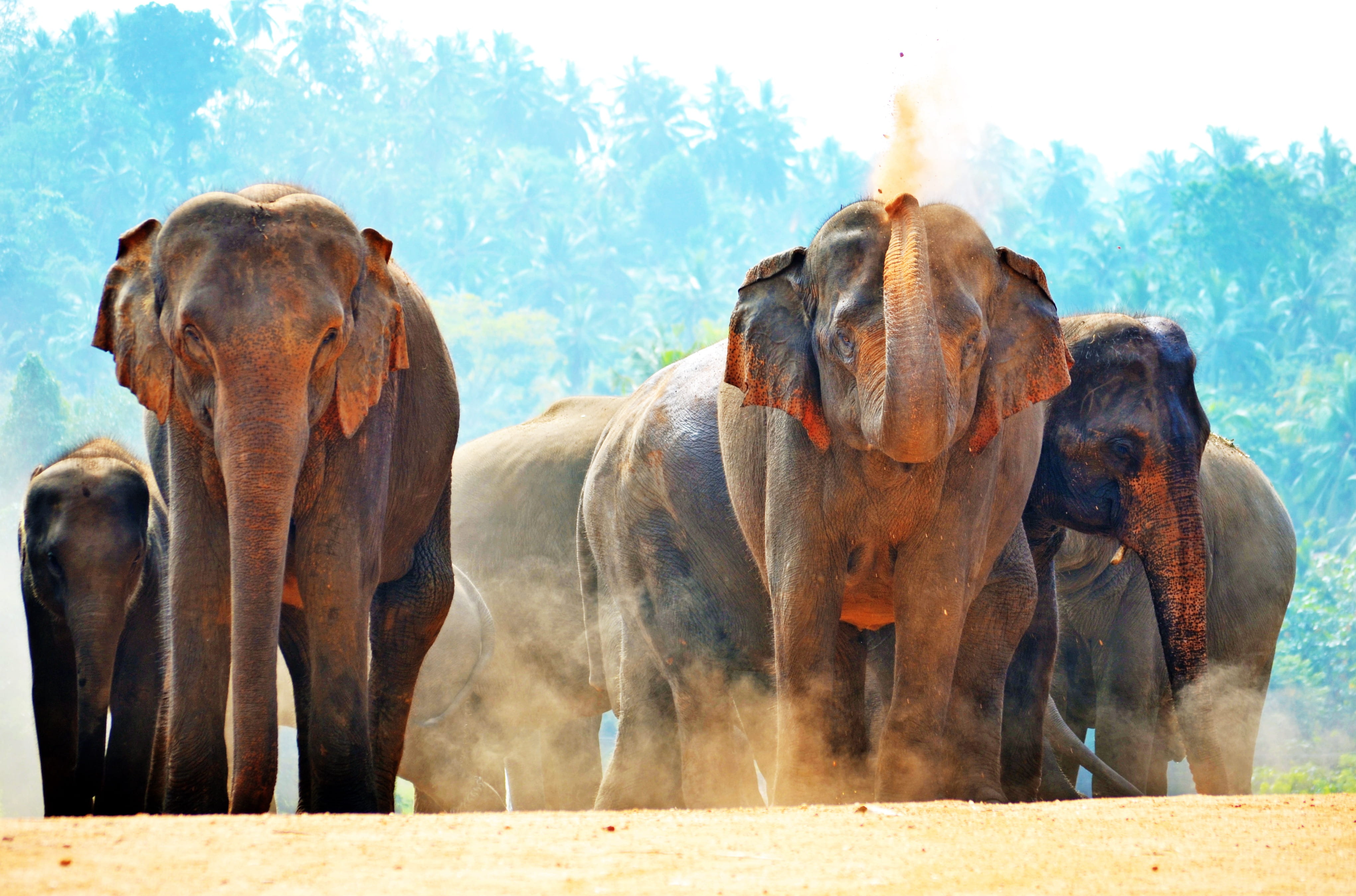 animal, playing with sand, land, mammal, pinnawala, vertebrate, elephant orphanage, dust, 4K, group, herbivorous, animal themes, day, animal body part, HD Wallpaper
