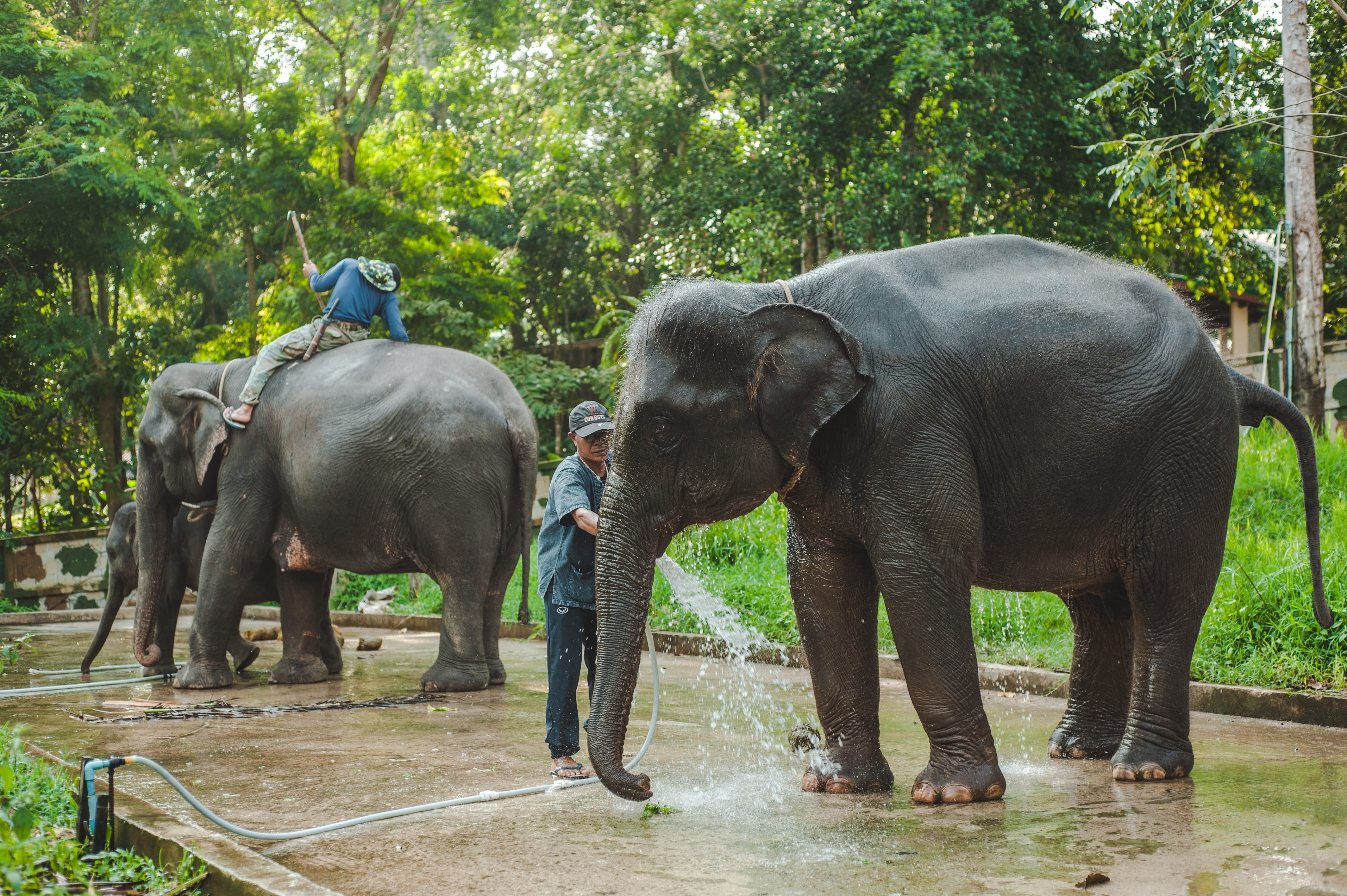 water, clean, no people, 4K, animal themes, vertebrate, asia, group of animals, mammal, man, day, land, animal family, elephant, nature, herbivorous, indian elephant, HD Wallpaper