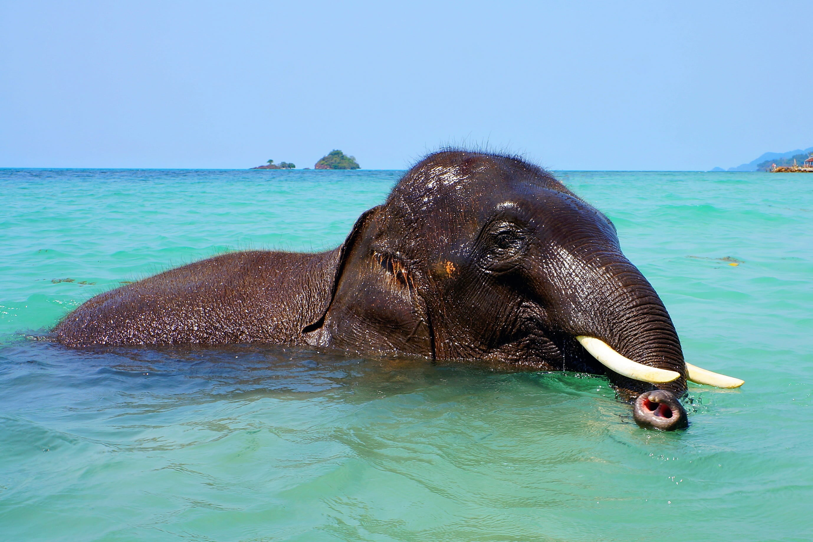 animal body part, mammal, indian elephant, no people, underwater, nature, land, bathing, swimming, marine, animal, animal themes, sky, elephant, blue, outdoors, HD Wallpaper
