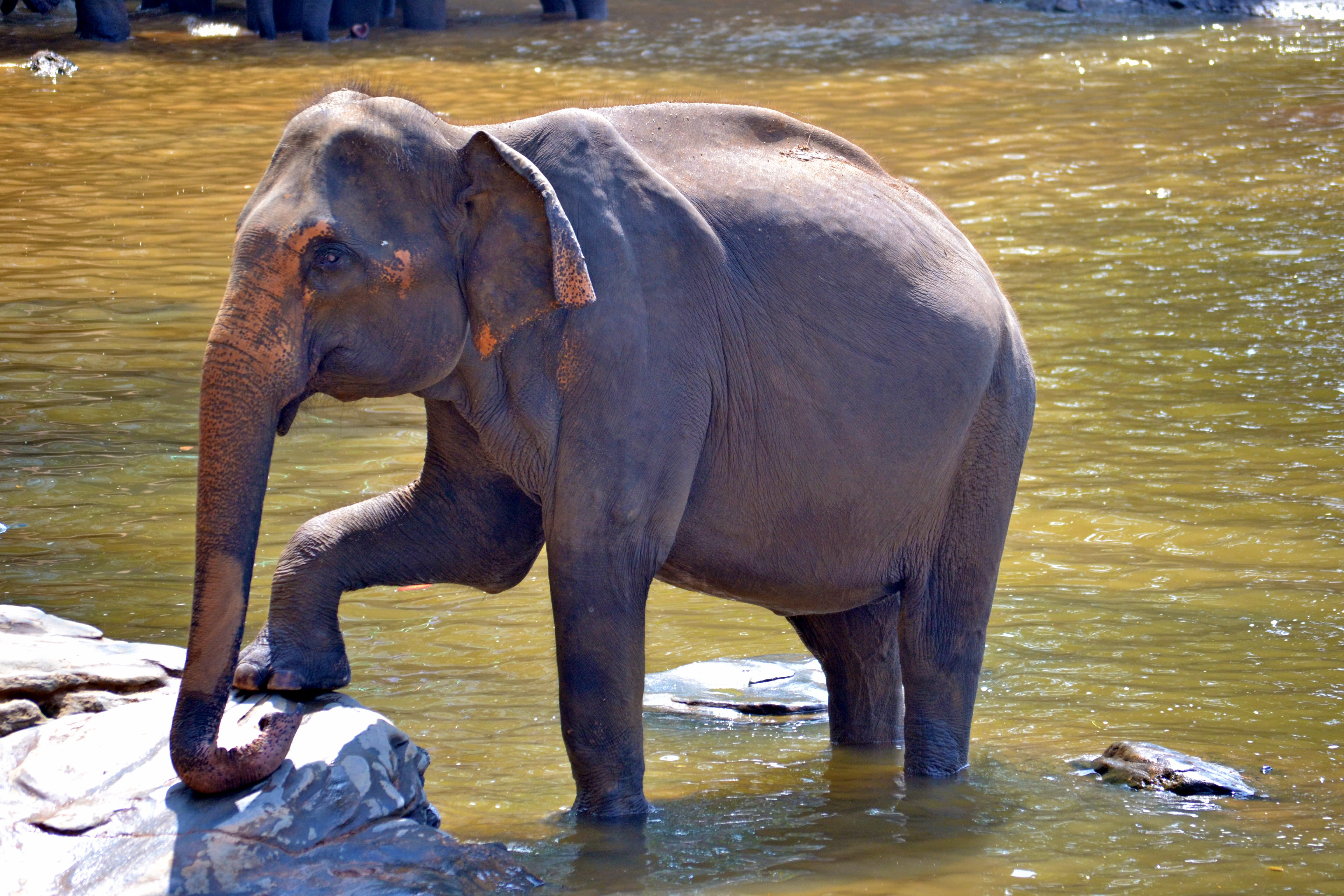 gray, 4K, no people, waterfront, animal themes, Elephant, body, water, sri lanka, animals in the wild, jumbo, elephant bath, pinnawala, ceylon, elephant, HD Wallpaper