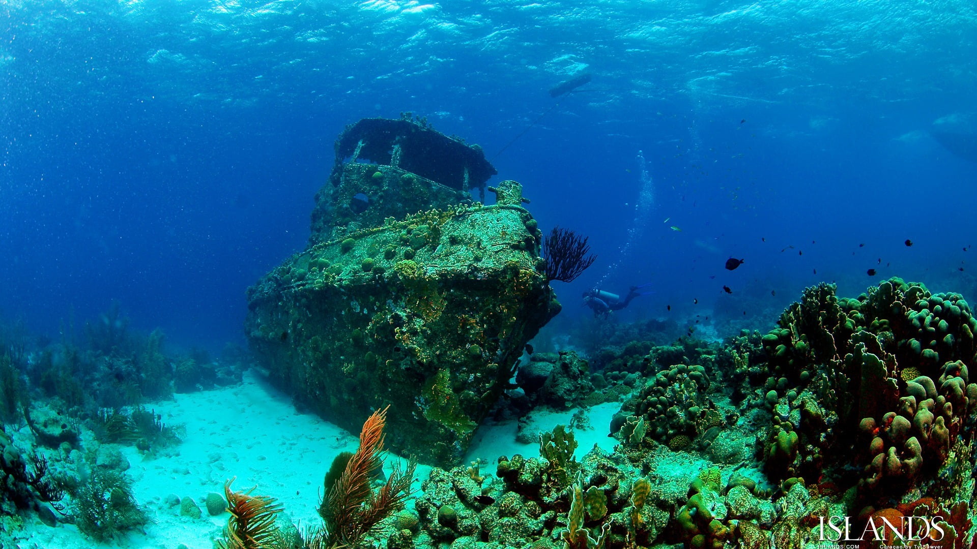 fish, coral, animal themes, animal wildlife, scuba Diving, no people, sunken, green, marine, reefs, swimming, water, the ship, animal, sport, the past, HD Wallpaper