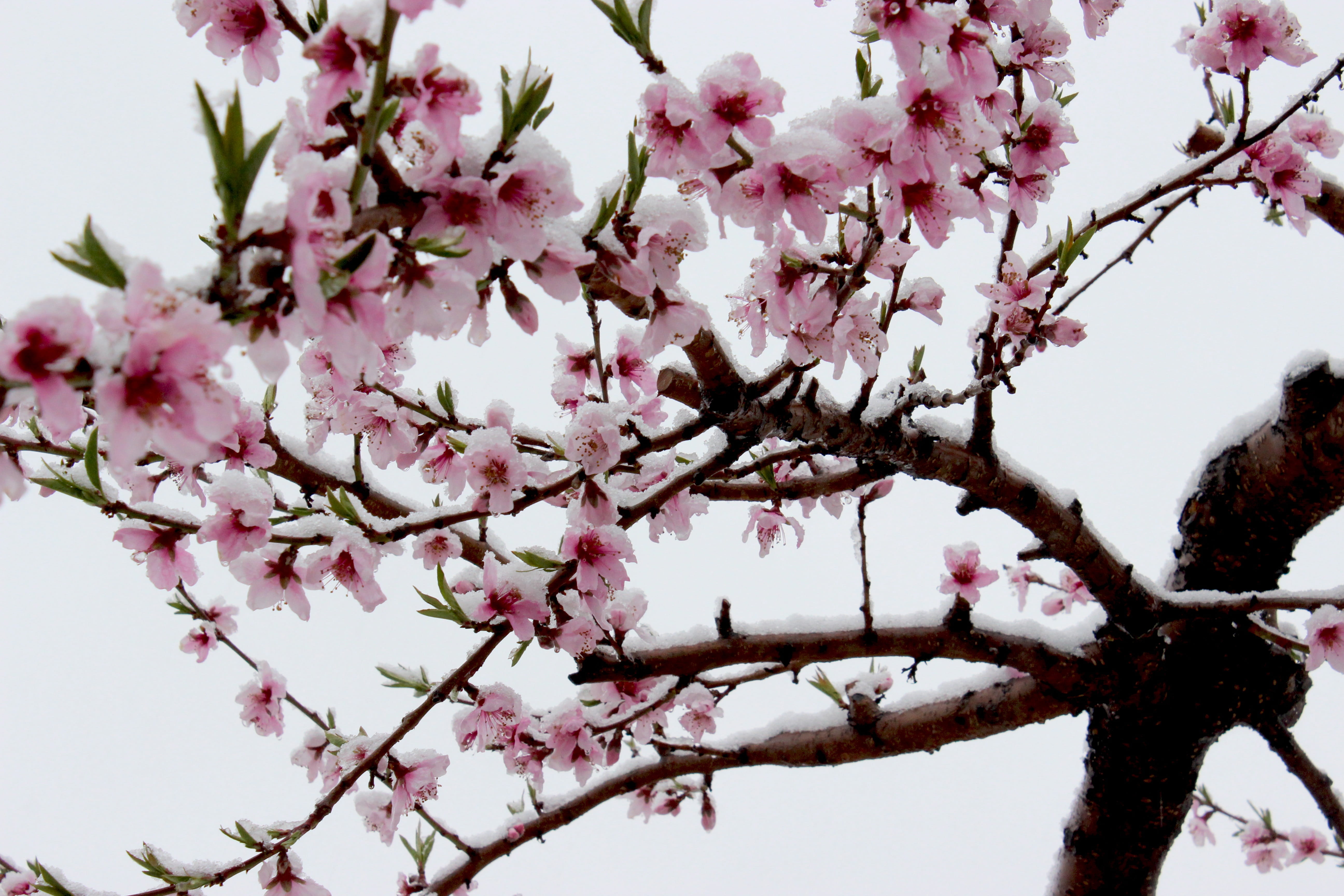 flower head, blossom, low angle view, nature, springtime, Snow, pink color, vulnerability, 5K, Out Of Season, flowering plant, cherry tree, branch, freshness, HD Wallpaper