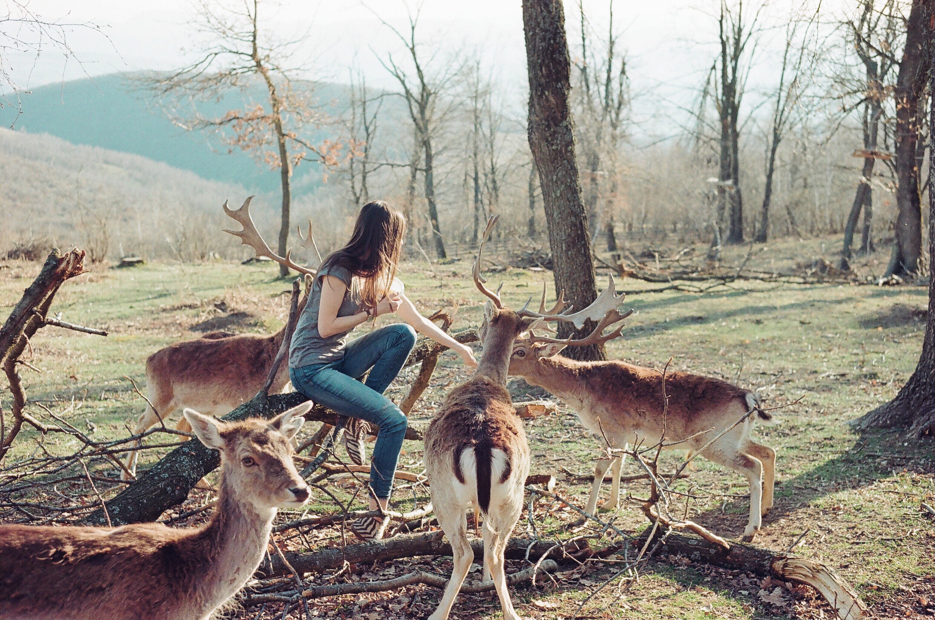 women, women outdoors, plant, forest, mammal, field, animal wildlife, fawns, land, outdoors, 2K, day, herd, animals in the wild, domestic animals, standing, HD Wallpaper
