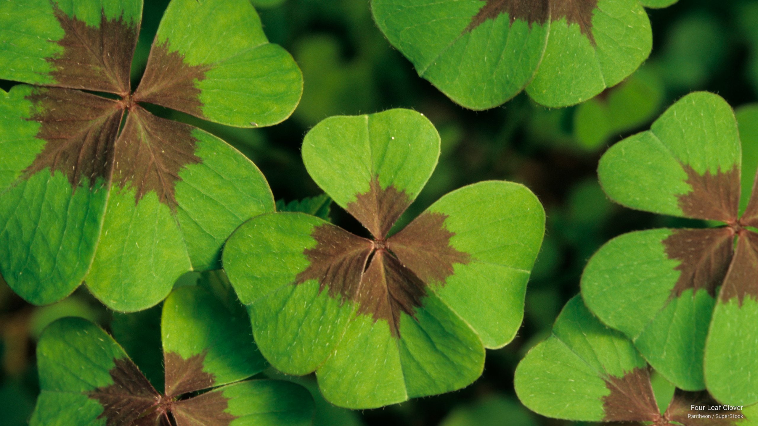 2K, clover, four, Holidays, leaf, HD Wallpaper