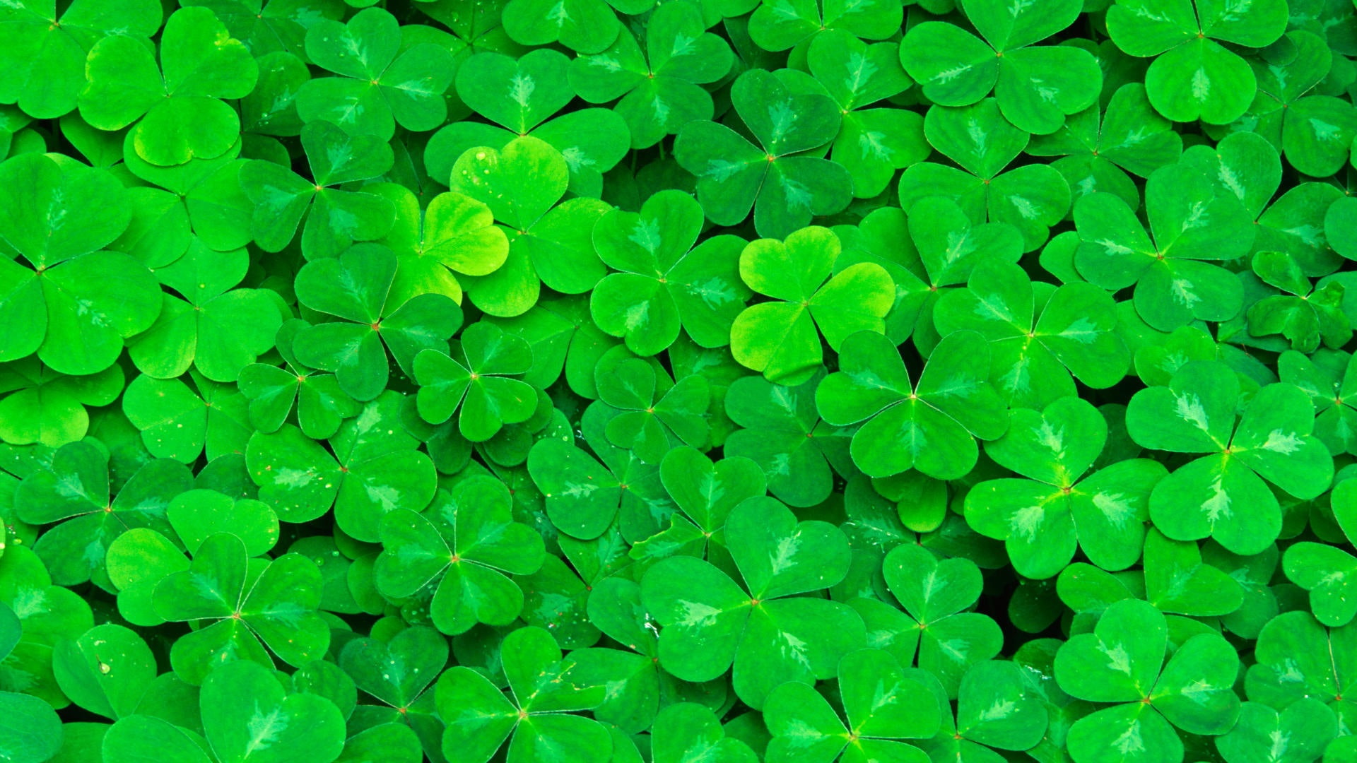 Green, 1080P, Clover, Leaves, HD Wallpaper