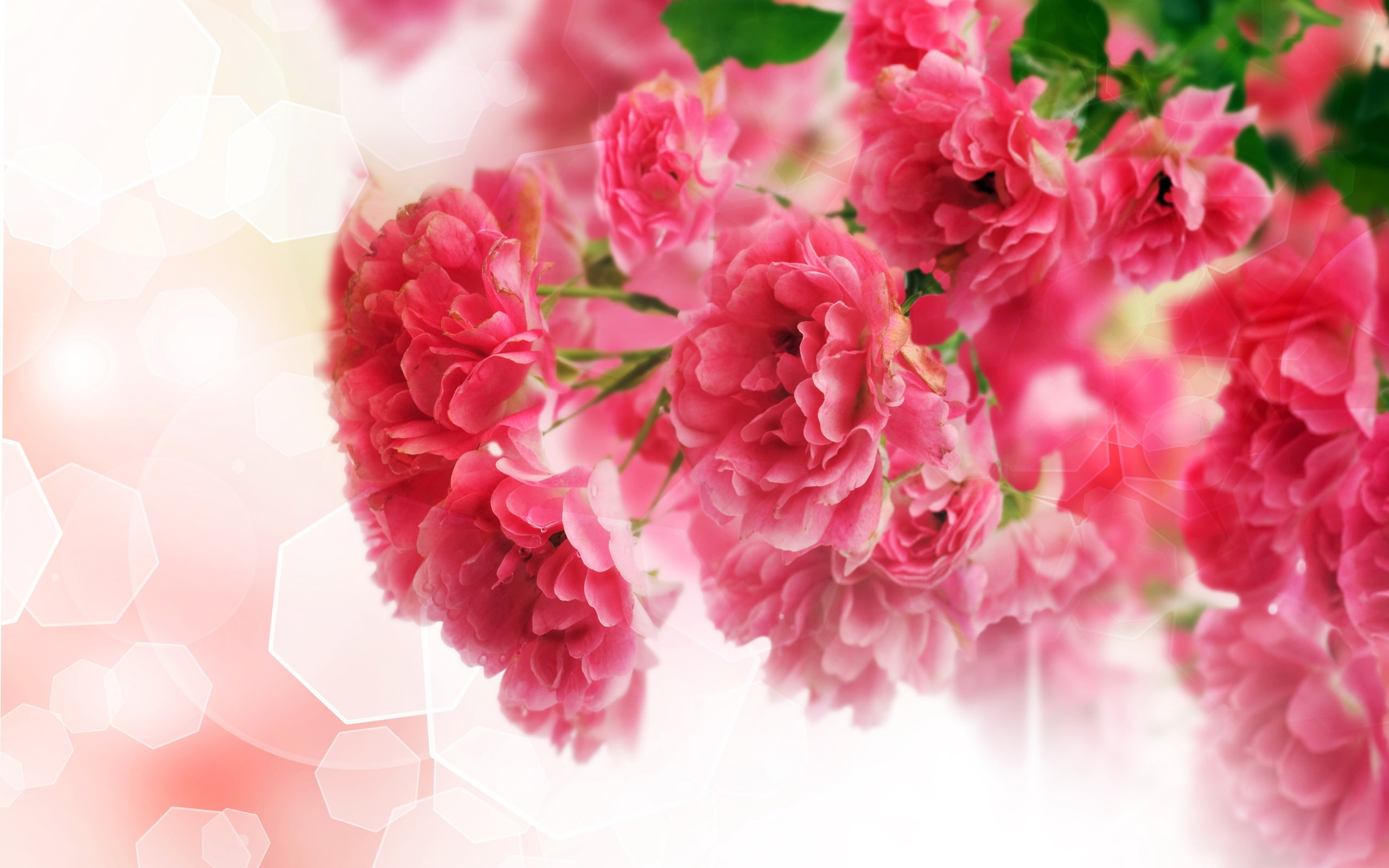 Pink, close, 2K, flower, Carnation, Flowers, HD Wallpaper