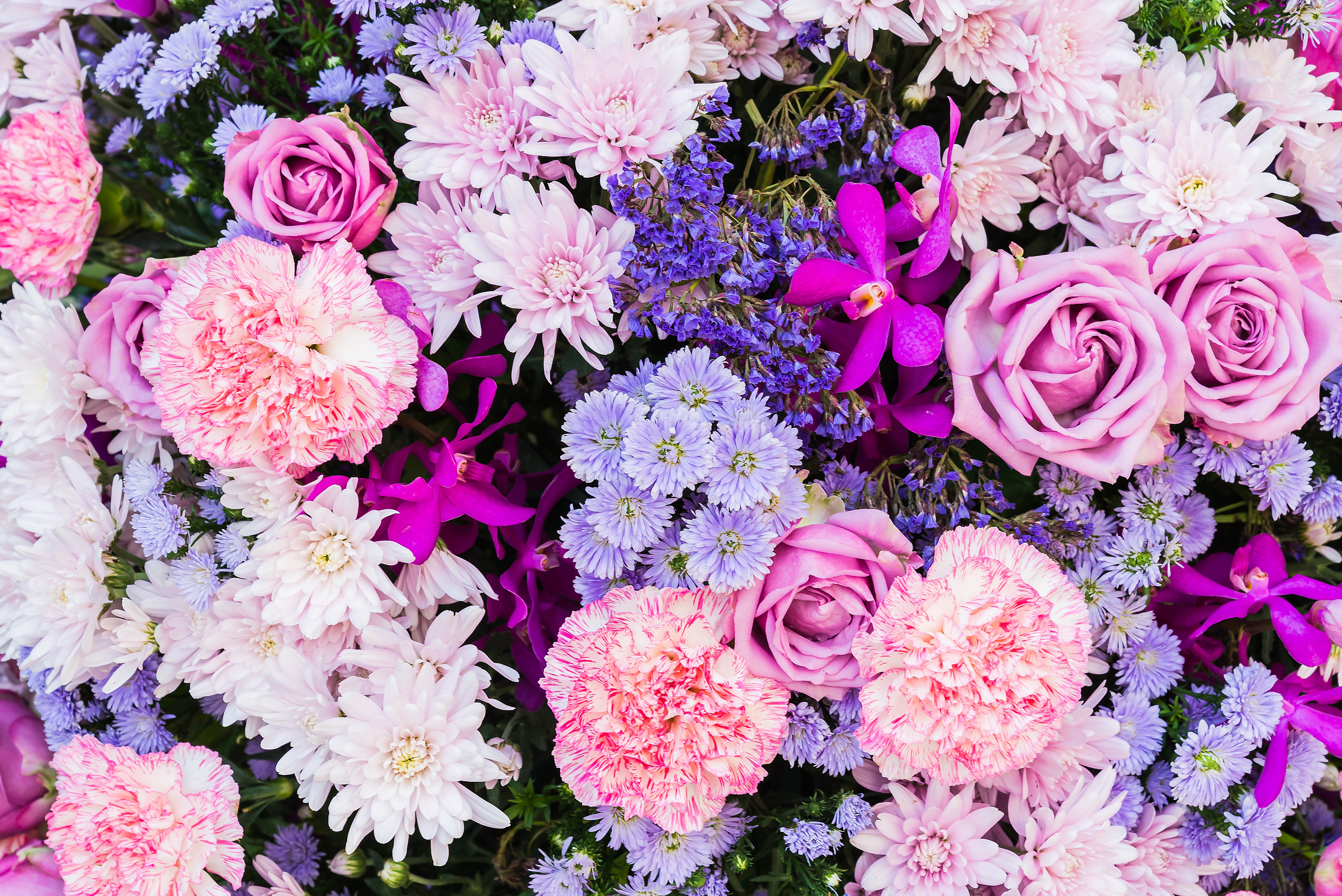 carnation, 5K, Astra, roses, flowers, HD Wallpaper