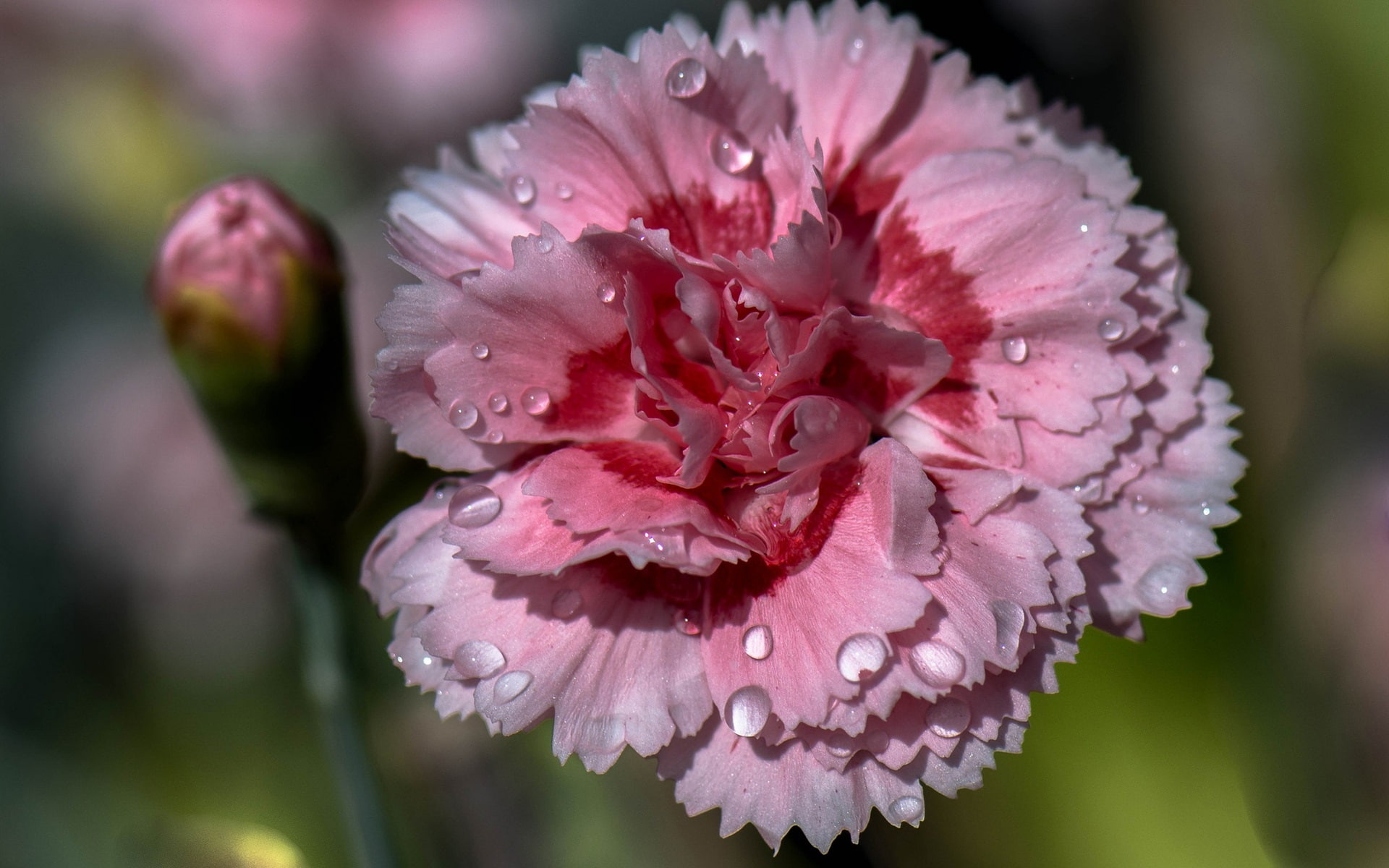 Carnation, Petals, 1080P, Pink, Dew, HD Wallpaper