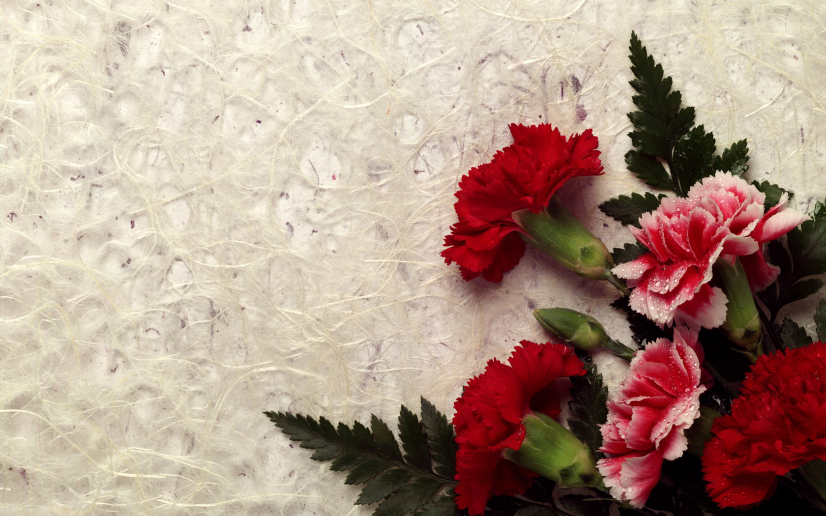 flowers, decor, carnation, 720P, hd, HD Wallpaper